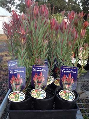 Leucadendron Red Countess | Leucadendron | Red Countess | Proteaceae | Protea Plants | Leucadendron plants