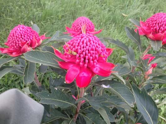 Proteaceae | Waratah | Telopea | Waratah plants | Protea plants | Telopea Gembrook Waratah | Gembrook  Waratah | Flowers | Waratah Flowers