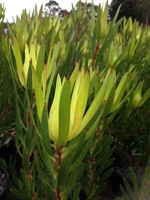 Leucadendron Golden Mitre | Leucadendron | Proteaceae | Protea Plants | Protea | Leucadendron Inca Gold | Inca Gold | Golden Mitre | Yellow Foliage