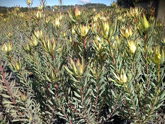 Leucadendron salignum | Leucadendron Oriental Blush | Leucadendron | Oriental Blush | Proteaceae | Protea Plants | Leucadendron plants