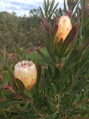 Protea | Protea plant | Protea White Ice | Protea Flower