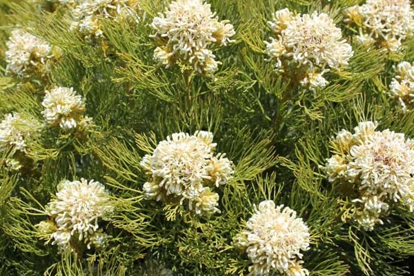 Serruria glomerata | Protea Plants | Proteaceae