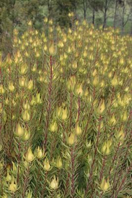 Leucadendron salignum | Leucadendron Oriental Blush | Leucadendron | Oriental Blush | Proteaceae | Protea Plants | Leucadendron plants