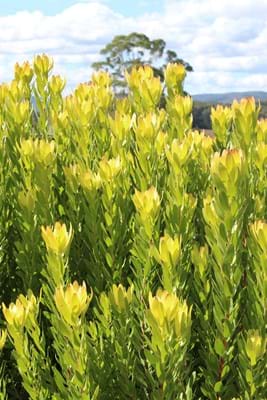 Leucadendron Safari Gold Strike | Leucadendron | Safari Gold Strike | Proteaceae | Protea Plants | Leucadendron plants