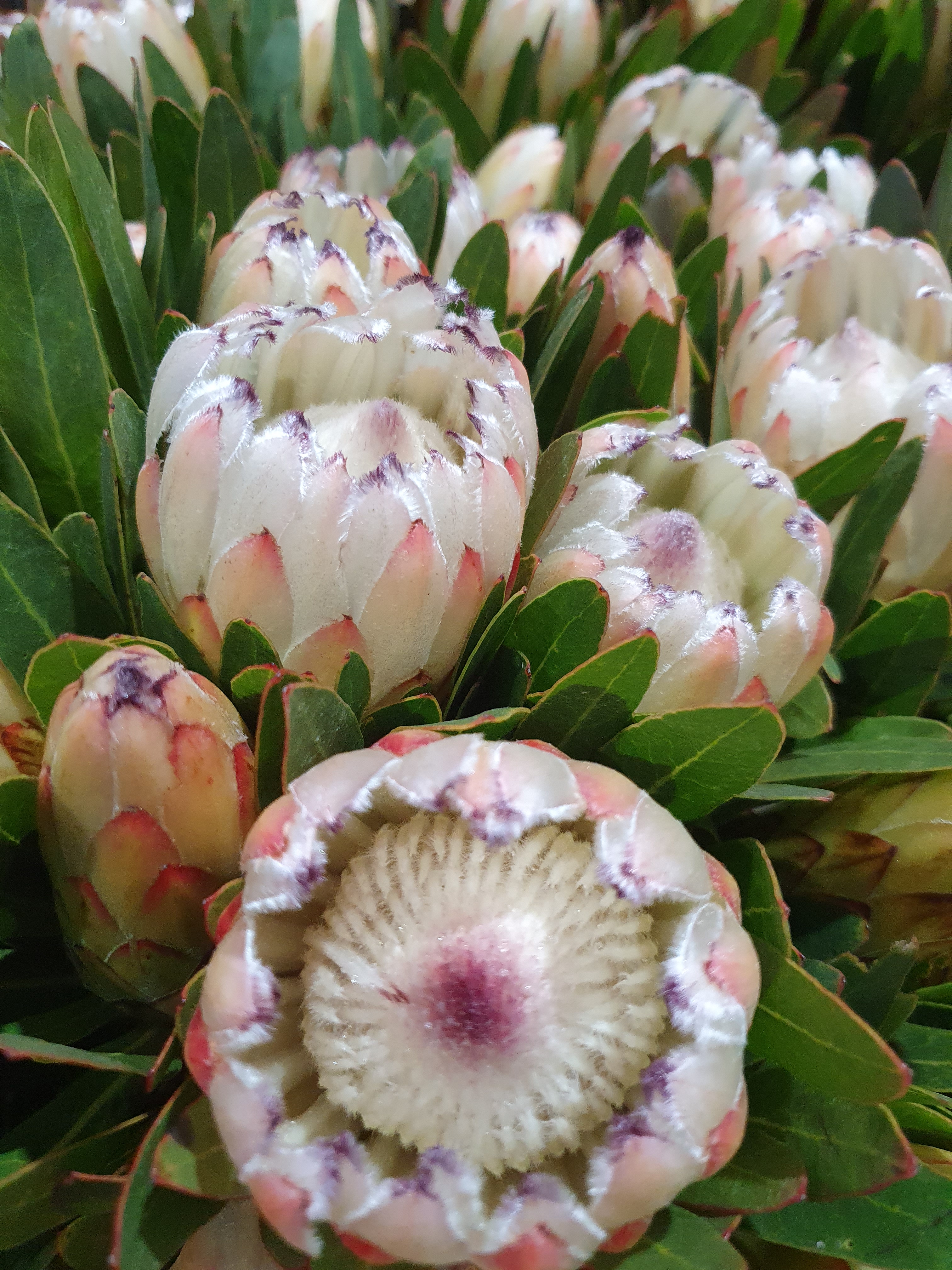 Protea Plants Ausflora Pacific Protea White Ice