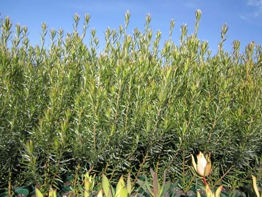 Leucadendron floridum | Leucadendron Pisa | Leucadendron | Pisa | Proteaceae | Protea Plants | Leucadendron plants