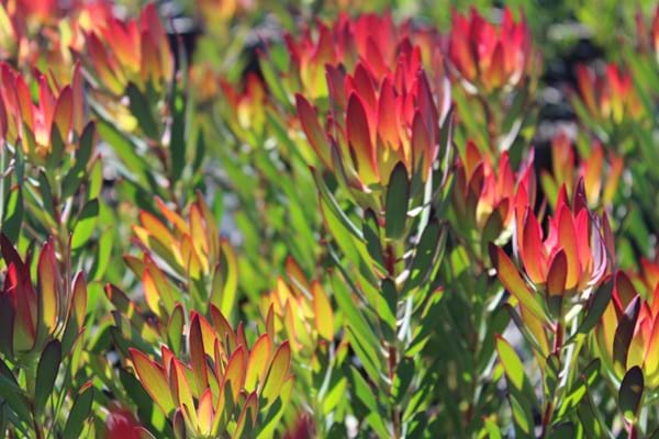 Leucadendron Devils Blush | Leucadendron | Devils Blush | Proteaceae | Protea Plants | Leucadendron plants