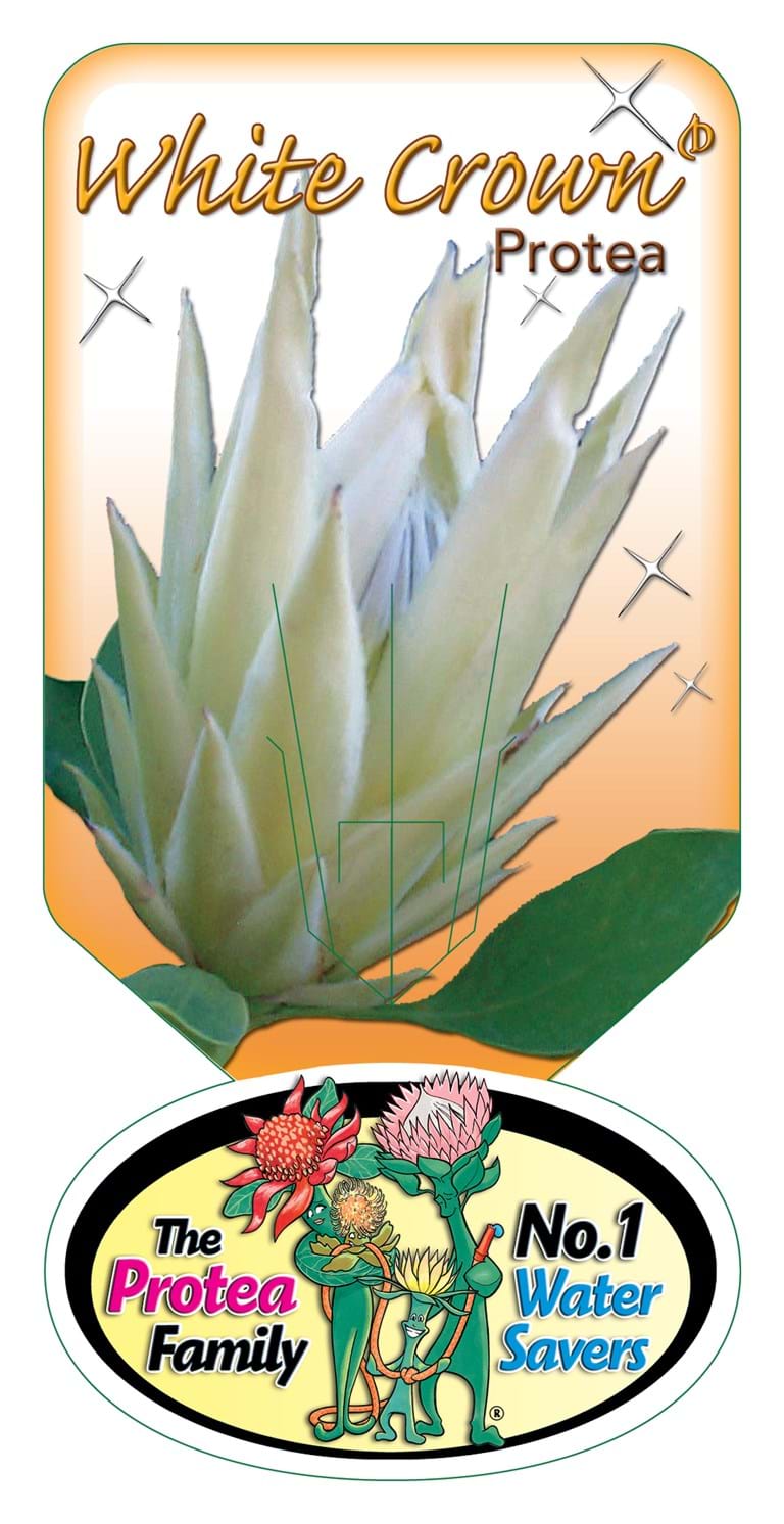 Proteas | Proteaceae | Protea plants | Proteaceae plants | Protea| Small Protea | Shrub |Protea White Crown PBR Label | Protea Plants |Protea | Flowering plant | Proteaceae Plant | Protea Flower