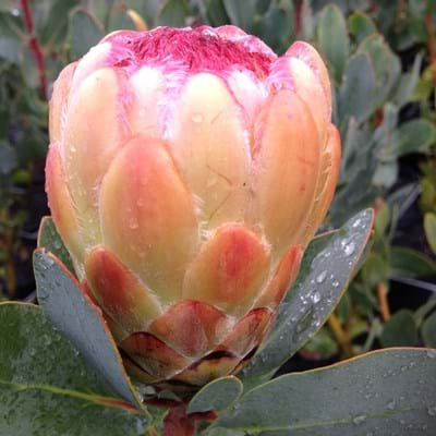 Protea plants | Proteaceae | Protea | Protea Grandicolor PBR | Grandicolor | Protea Flower