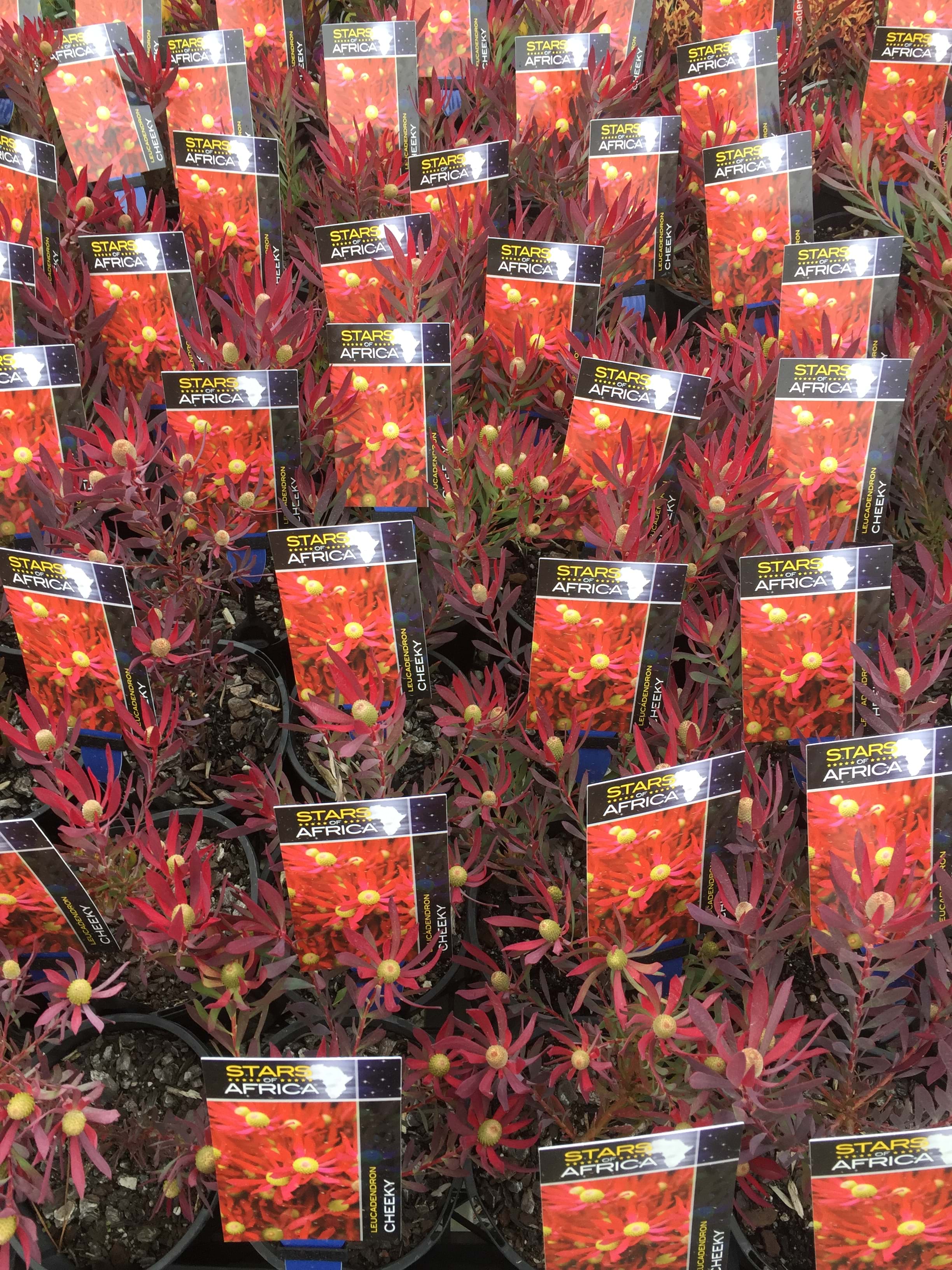 Leucadendron Cheeky | Leucadendron | Cheeky | Protea Plants