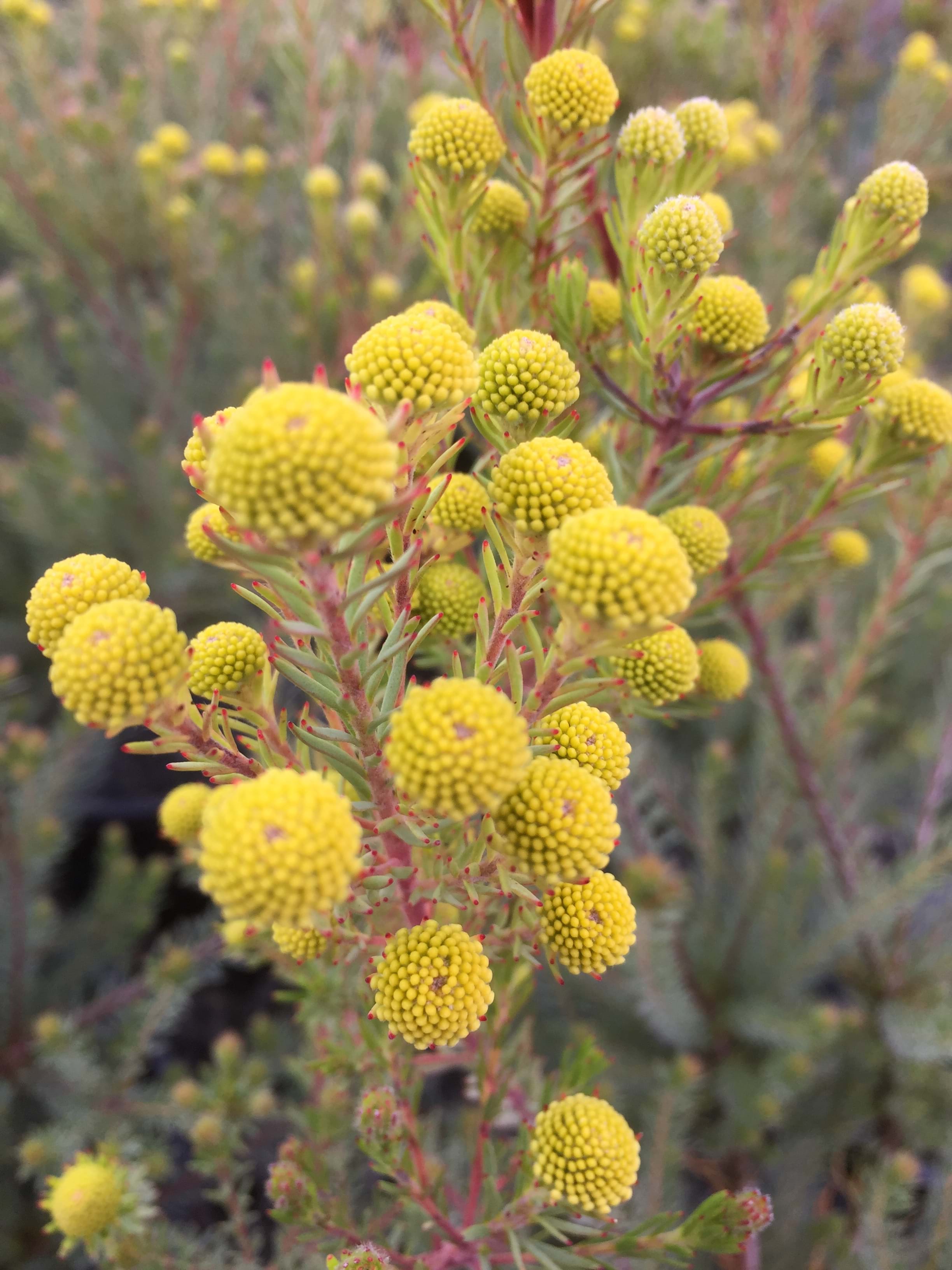 Leucadendron Golden Fireworks | Leucadendron laxum