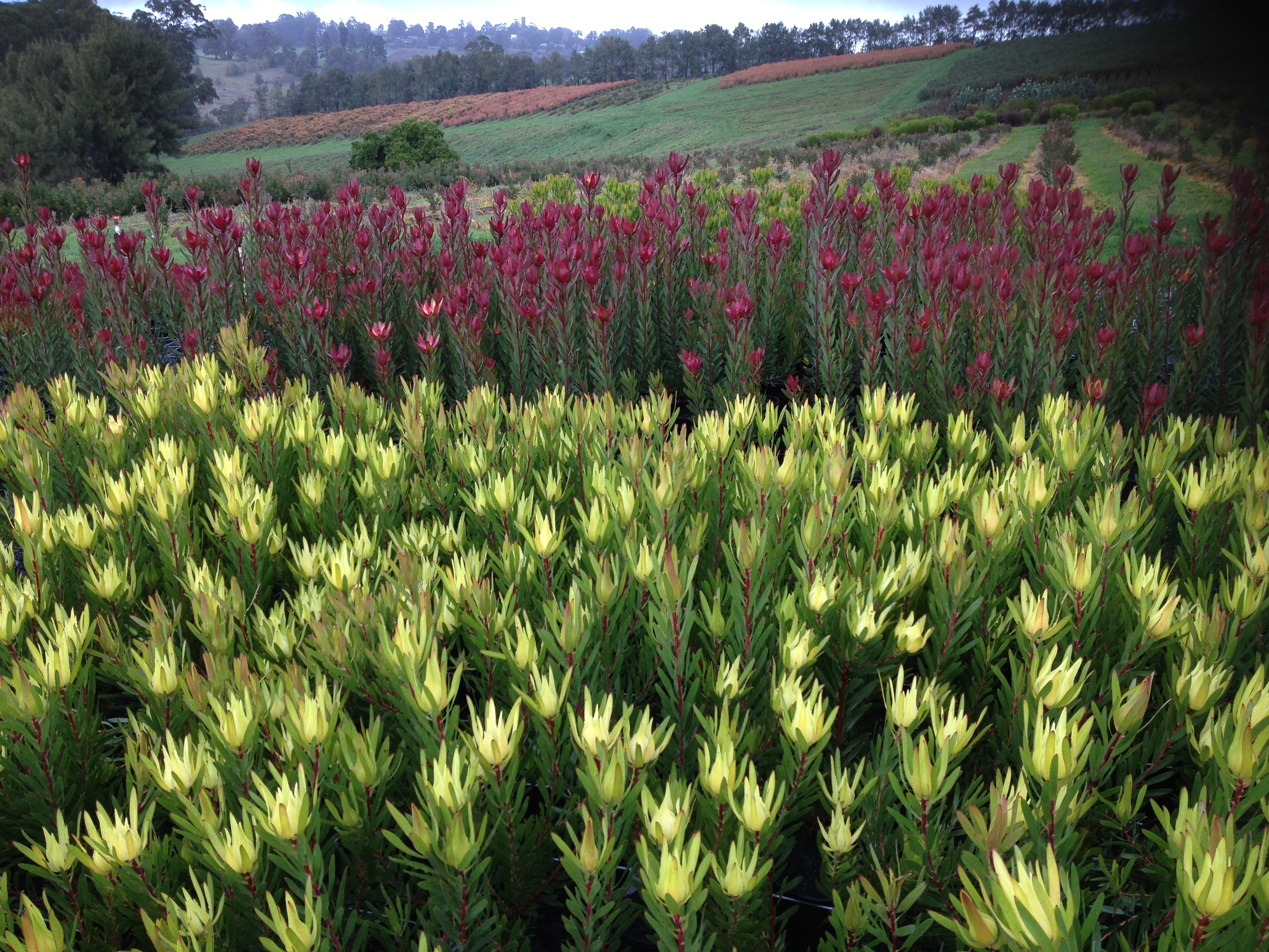 leucadendron safari sunset pruning