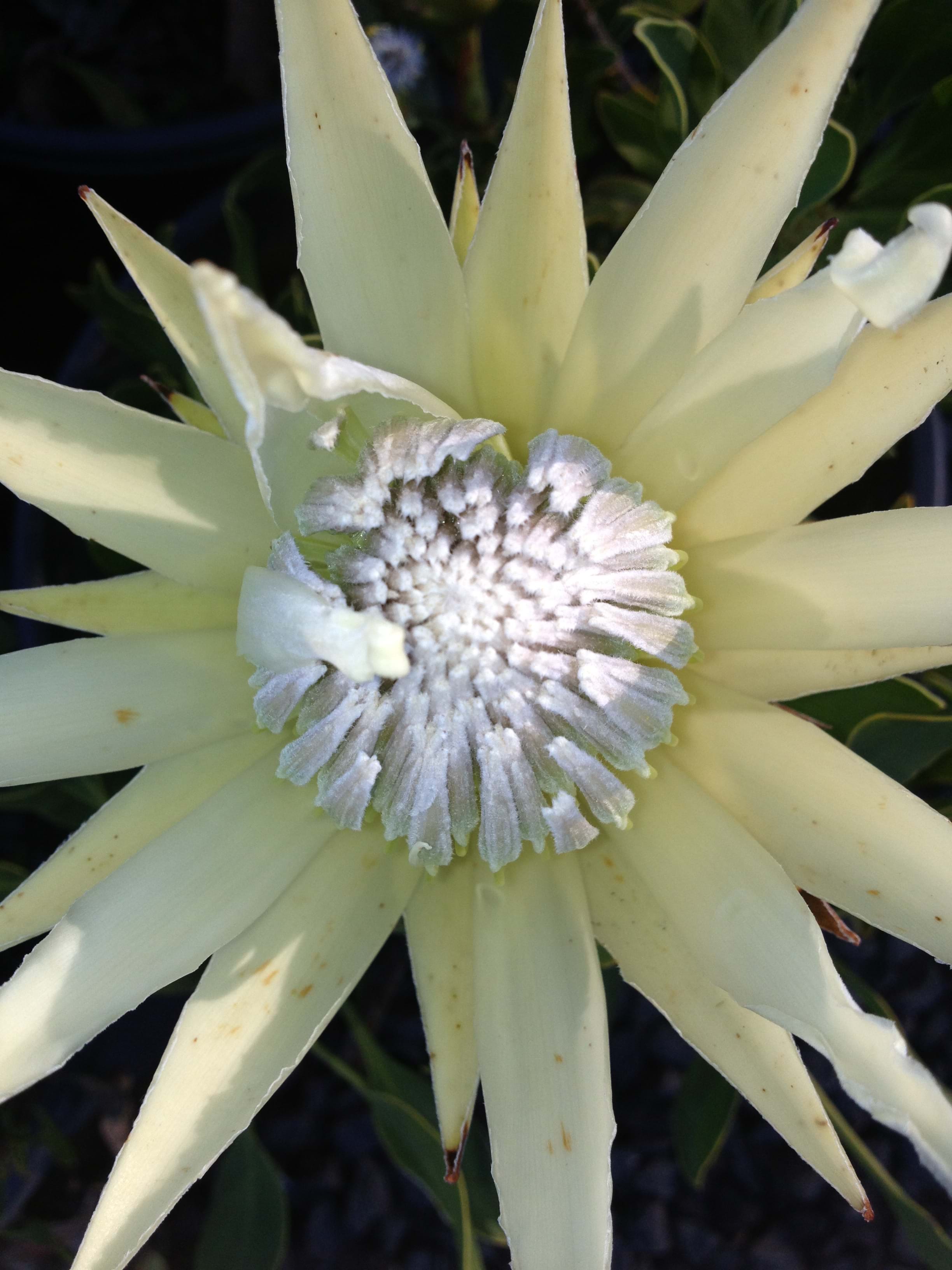 Protea plants | Proteaceae | Protea | Protea White Crown PBR | White Crown