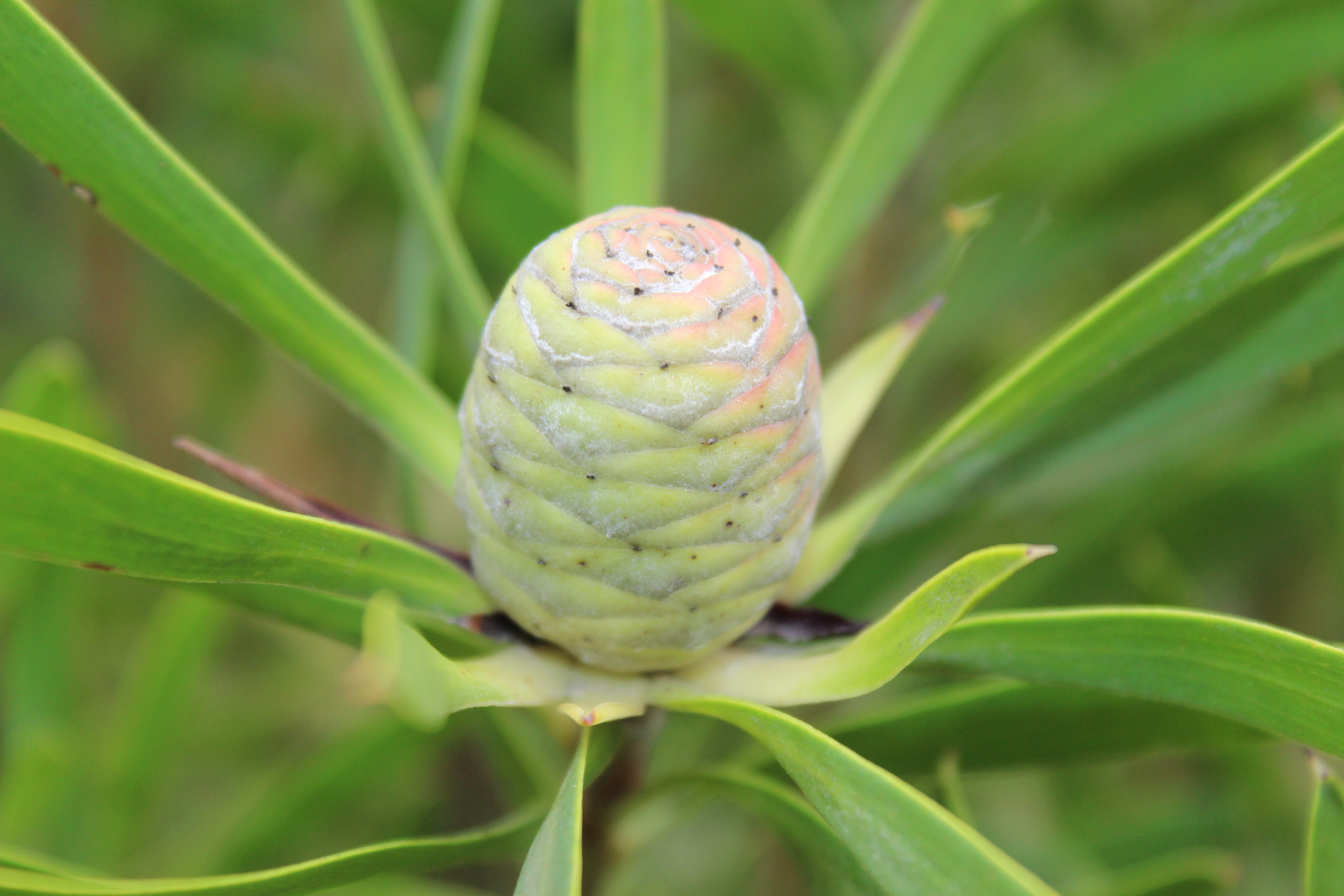 Leucadendron | Conebush | Leucadendron Cone