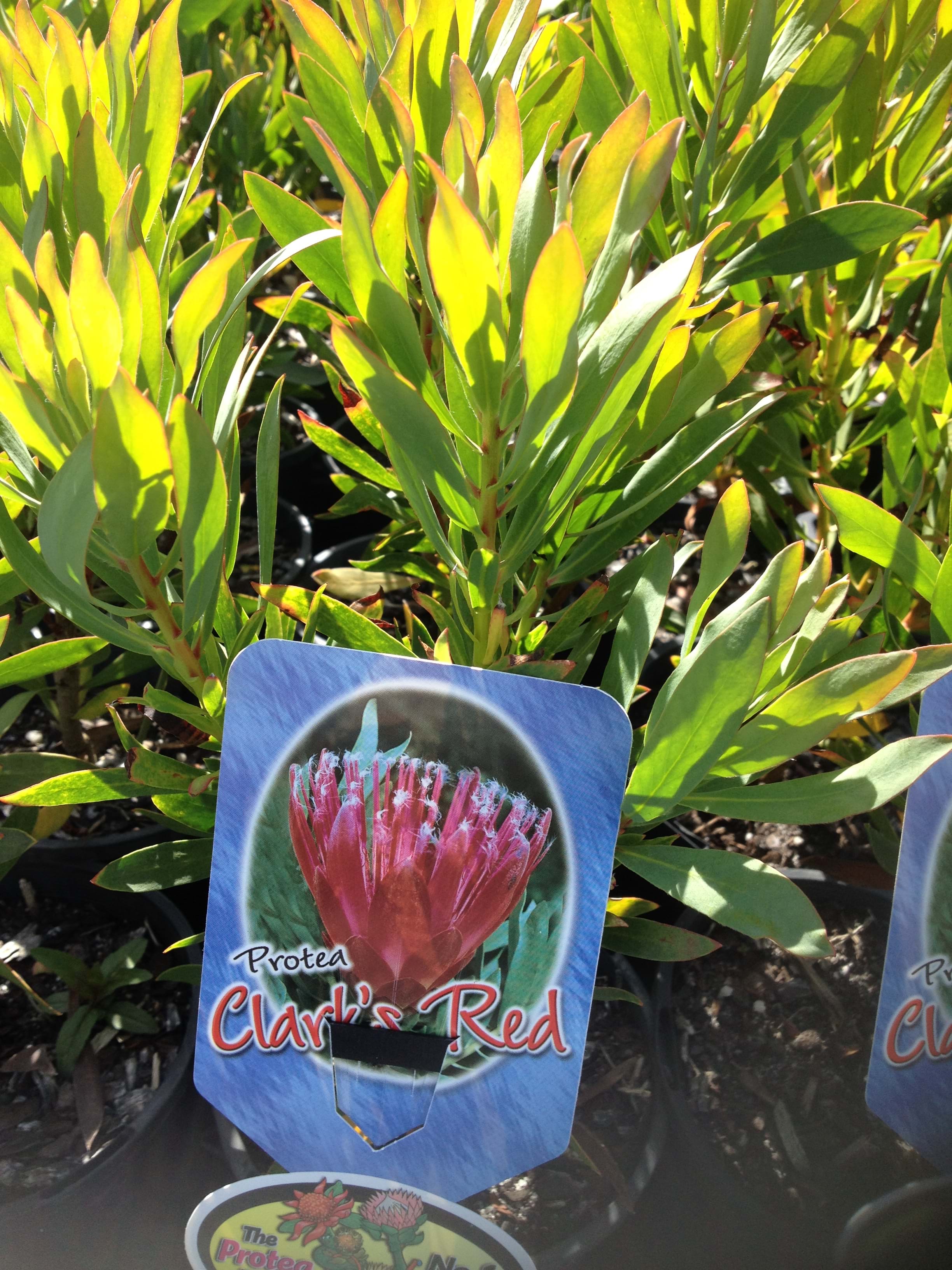 Protea | Protea Plants | Protea Plant | Protea Clarks Red