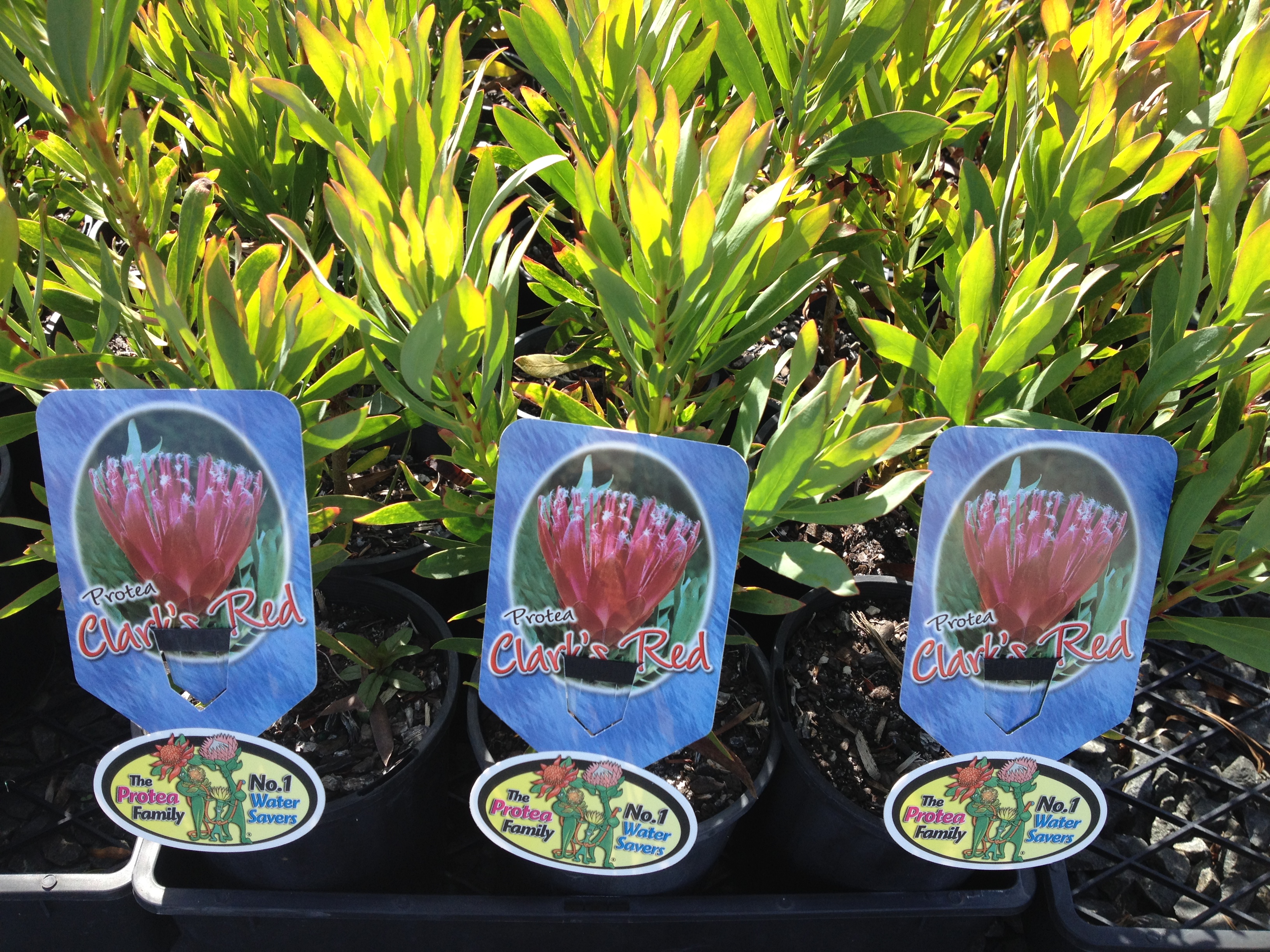 Protea | Protea Plants | Protea Plant | Protea Clarks Red