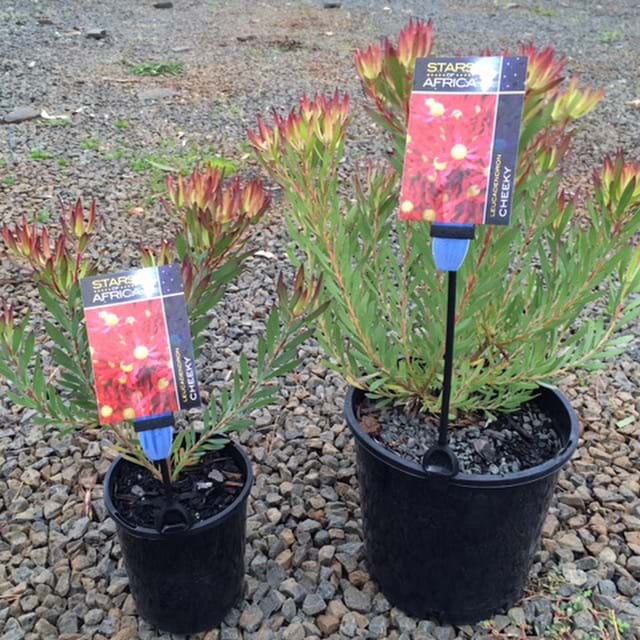 Leucadendron Cheeky | Leucadendron | Cheeky | Protea Plants