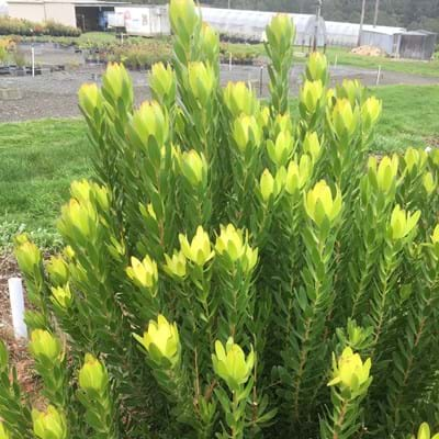 Leucadendron Safari Gold Strike | Leucadendron | Safari Gold Strike | Proteaceae | Protea Plants | Leucadendron plants