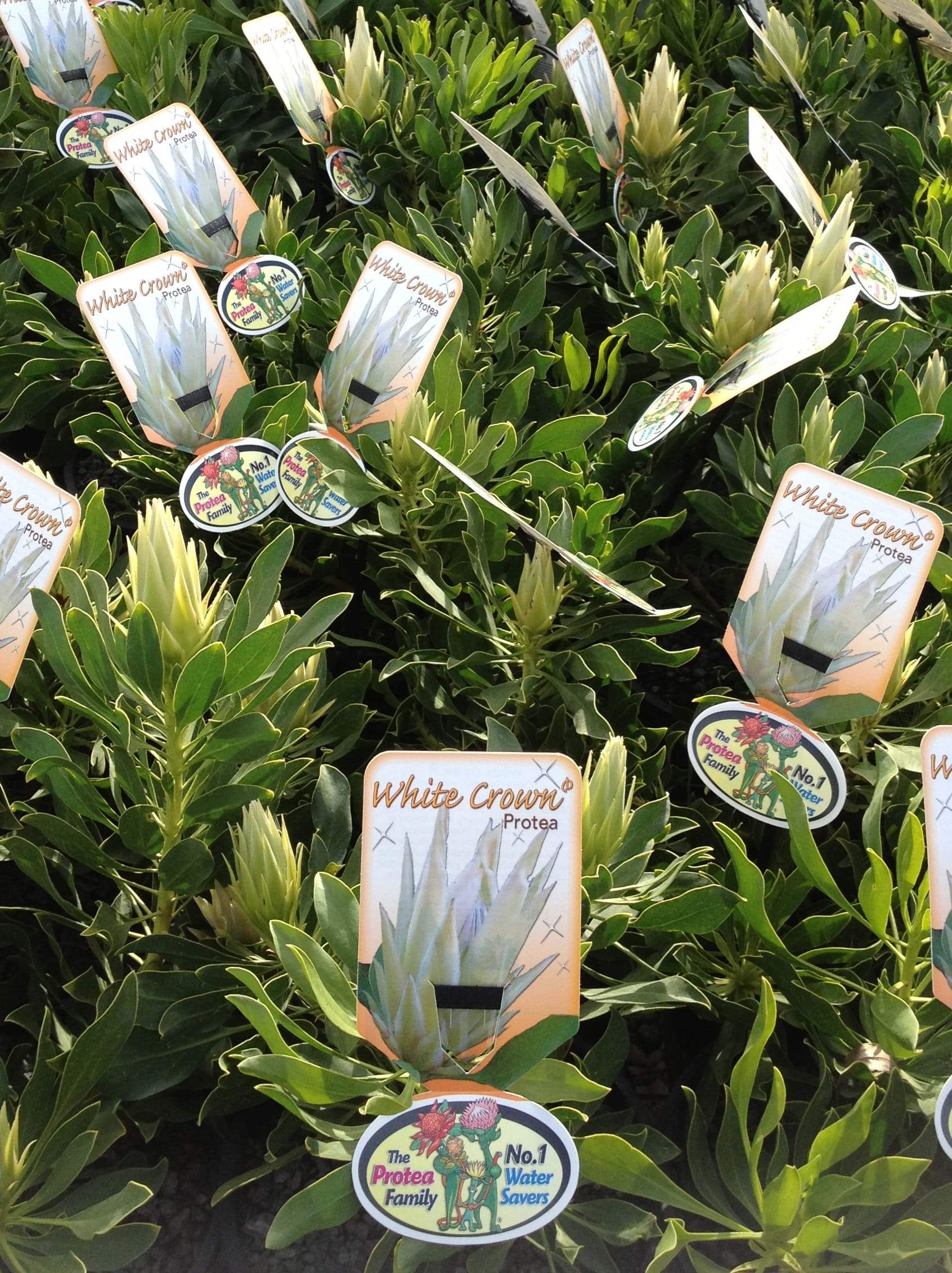 Protea plants | Proteaceae | Protea | Protea White Crown PBR | White Crown