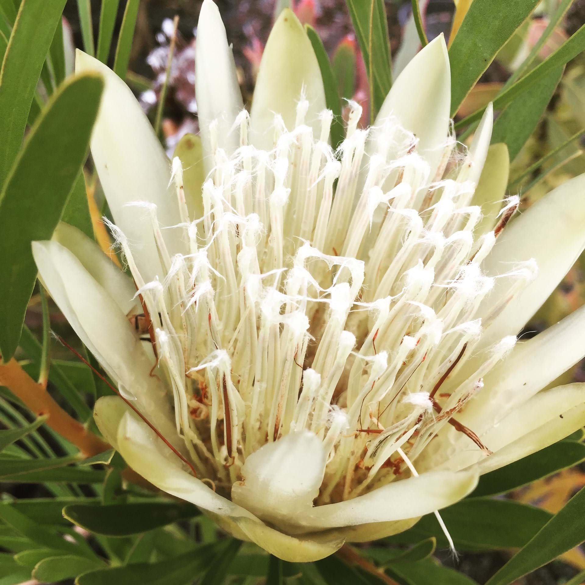 Protea lepidocarpodendron