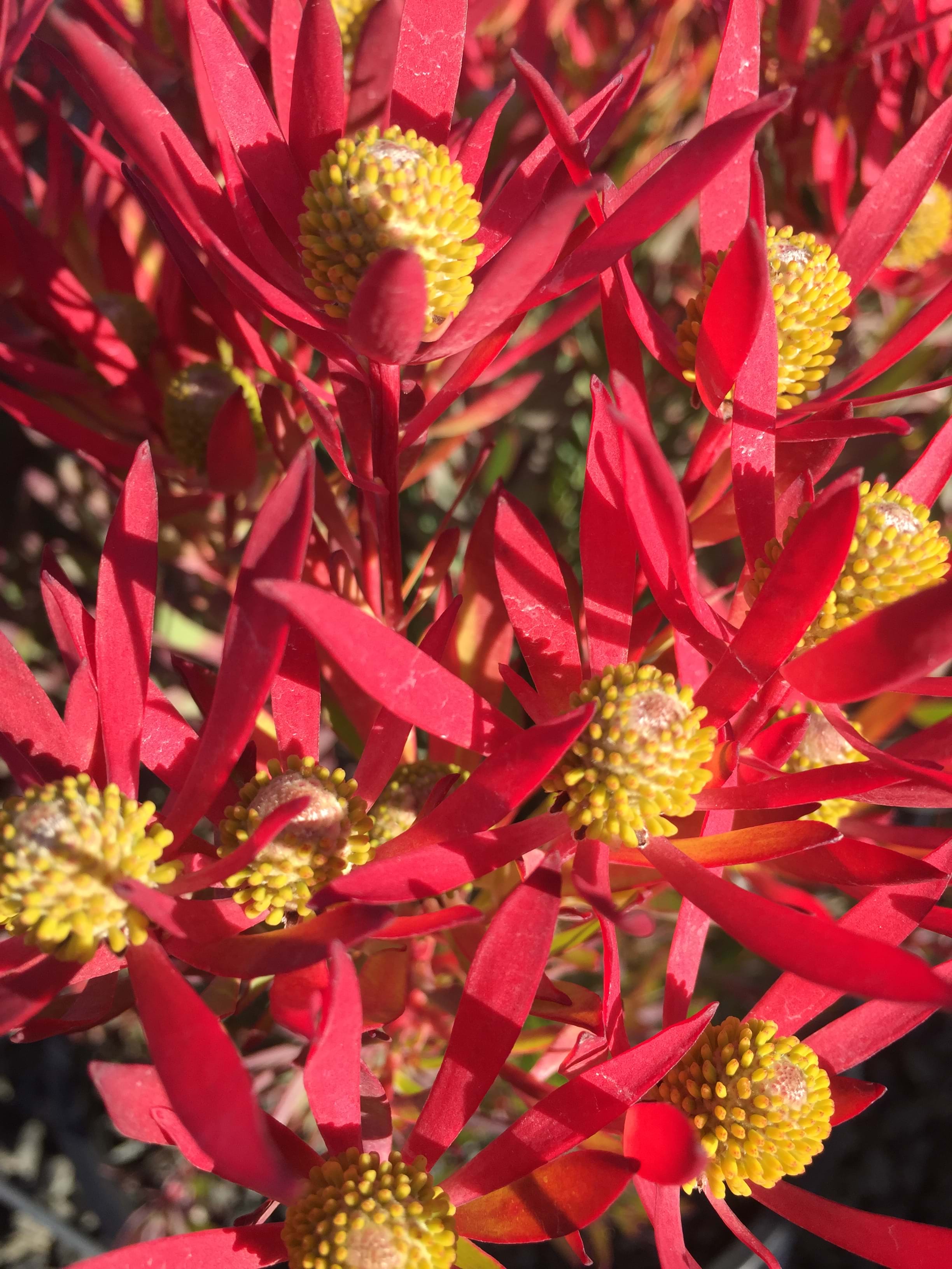 Leucadendron Cheeky | Leucadendron | Cheeky | Protea Plants