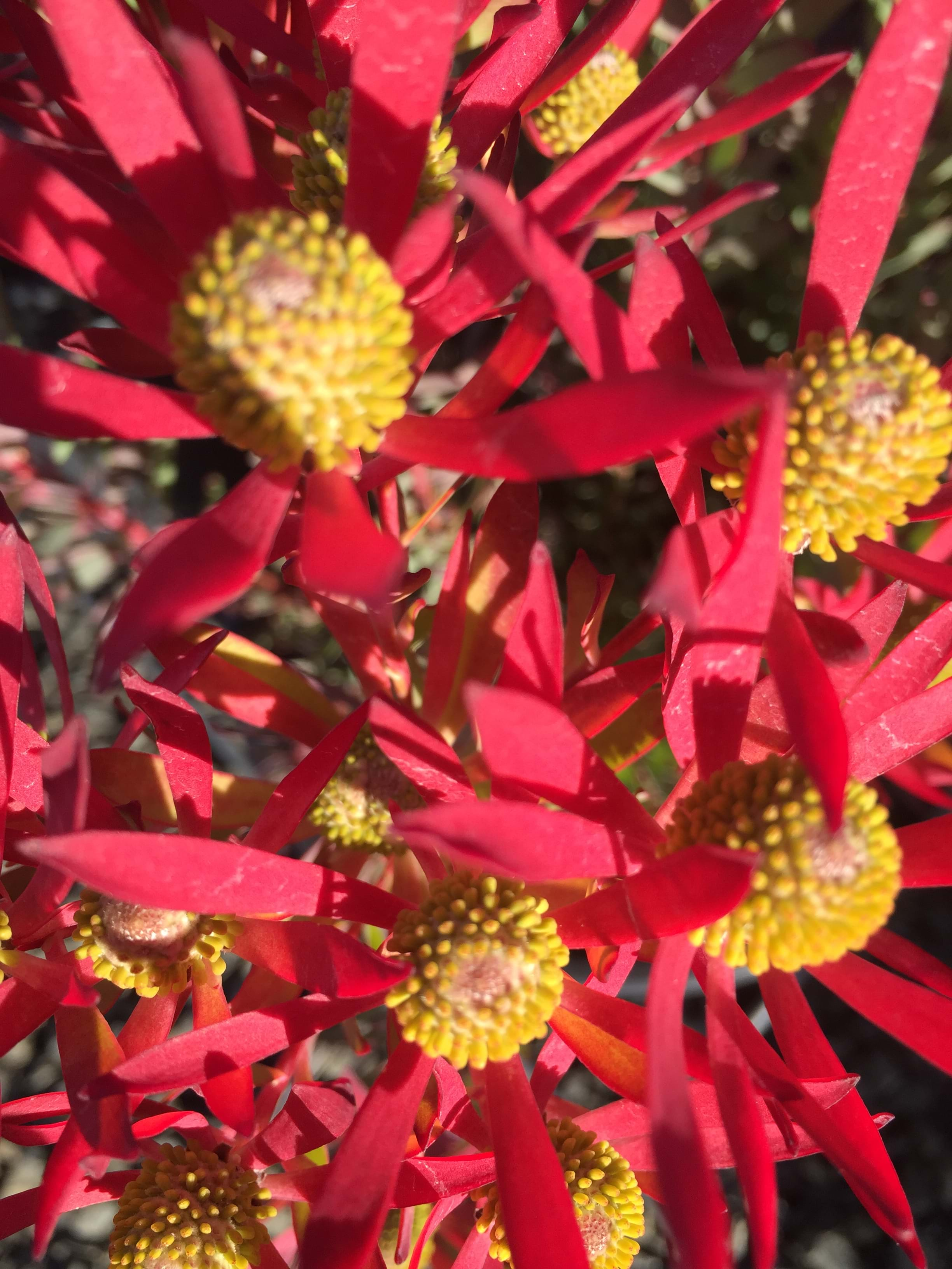 Leucadendron | Ausflora Pacific | Leucadendron Cheeky | Protea Plant