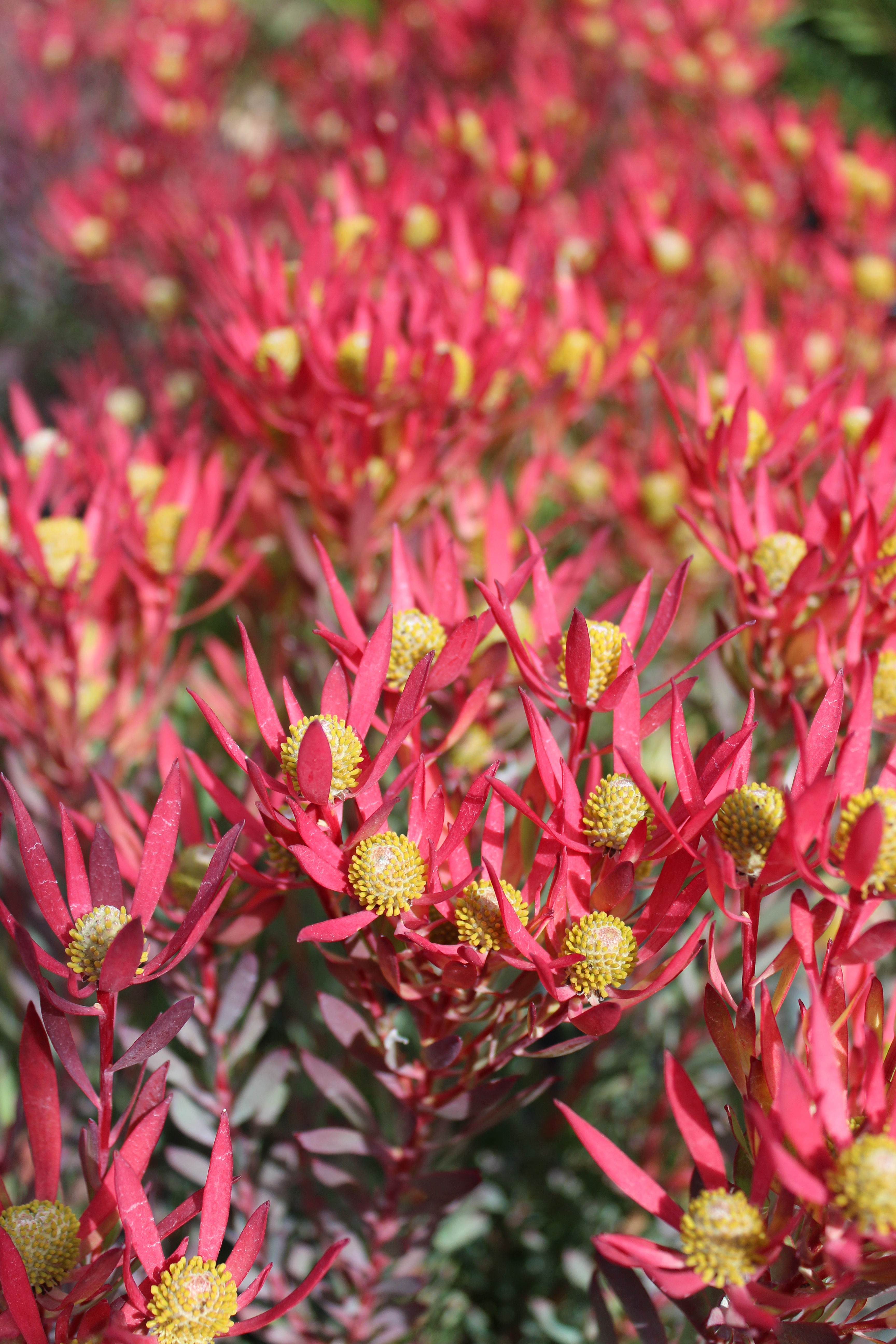 Leucadendron Cheeky | Leucadendron | Cheeky | Protea Plants
