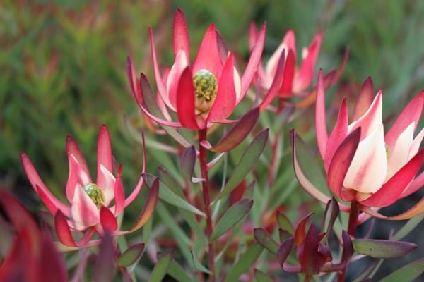 Leucadendron | Leucadendron Strawberries & Cream | Protea Plants | Strawberries and Cream