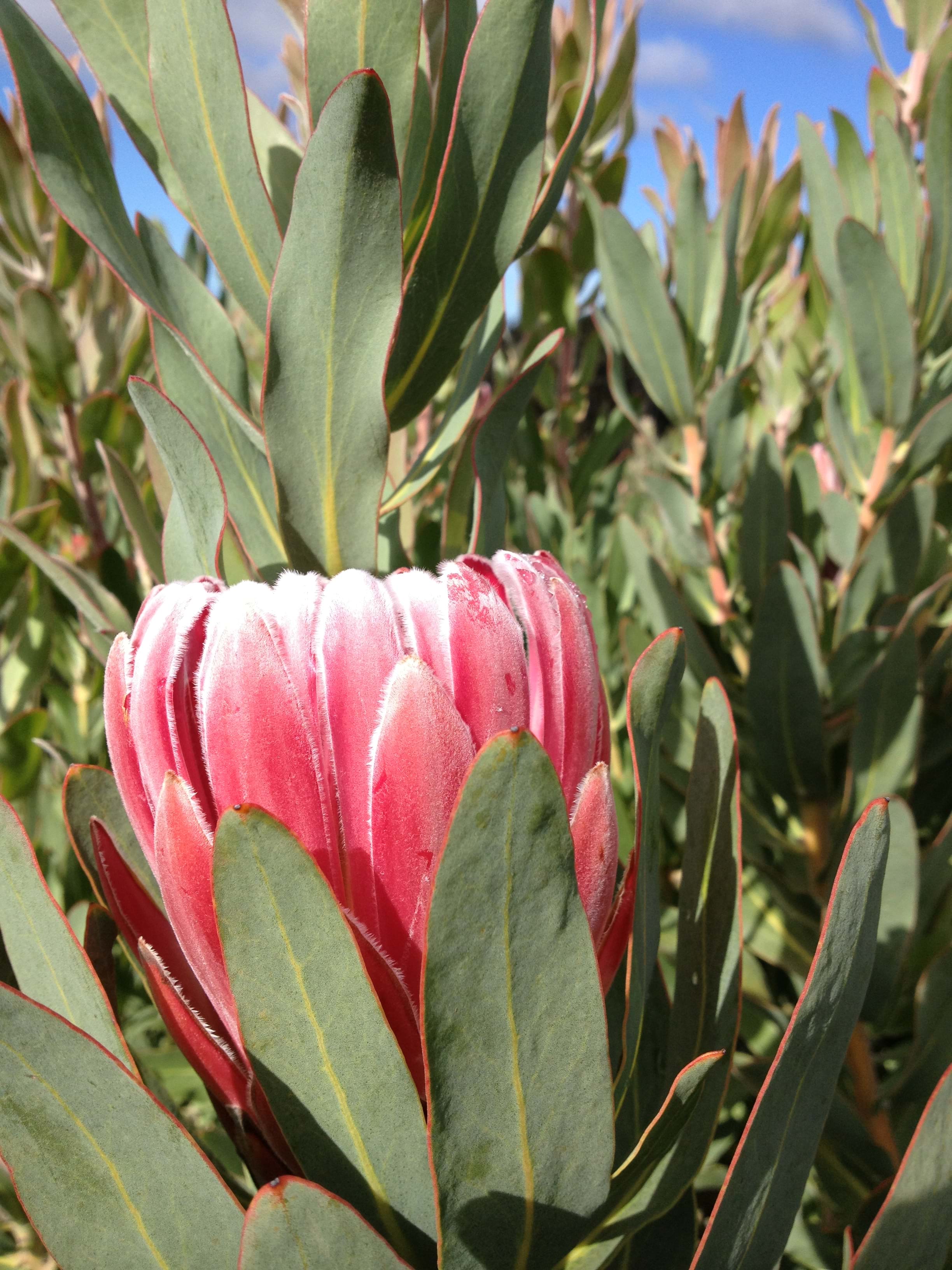 Protea | Protea Plants | Protea Plant | Protea Bot River Red | Protea Flower
