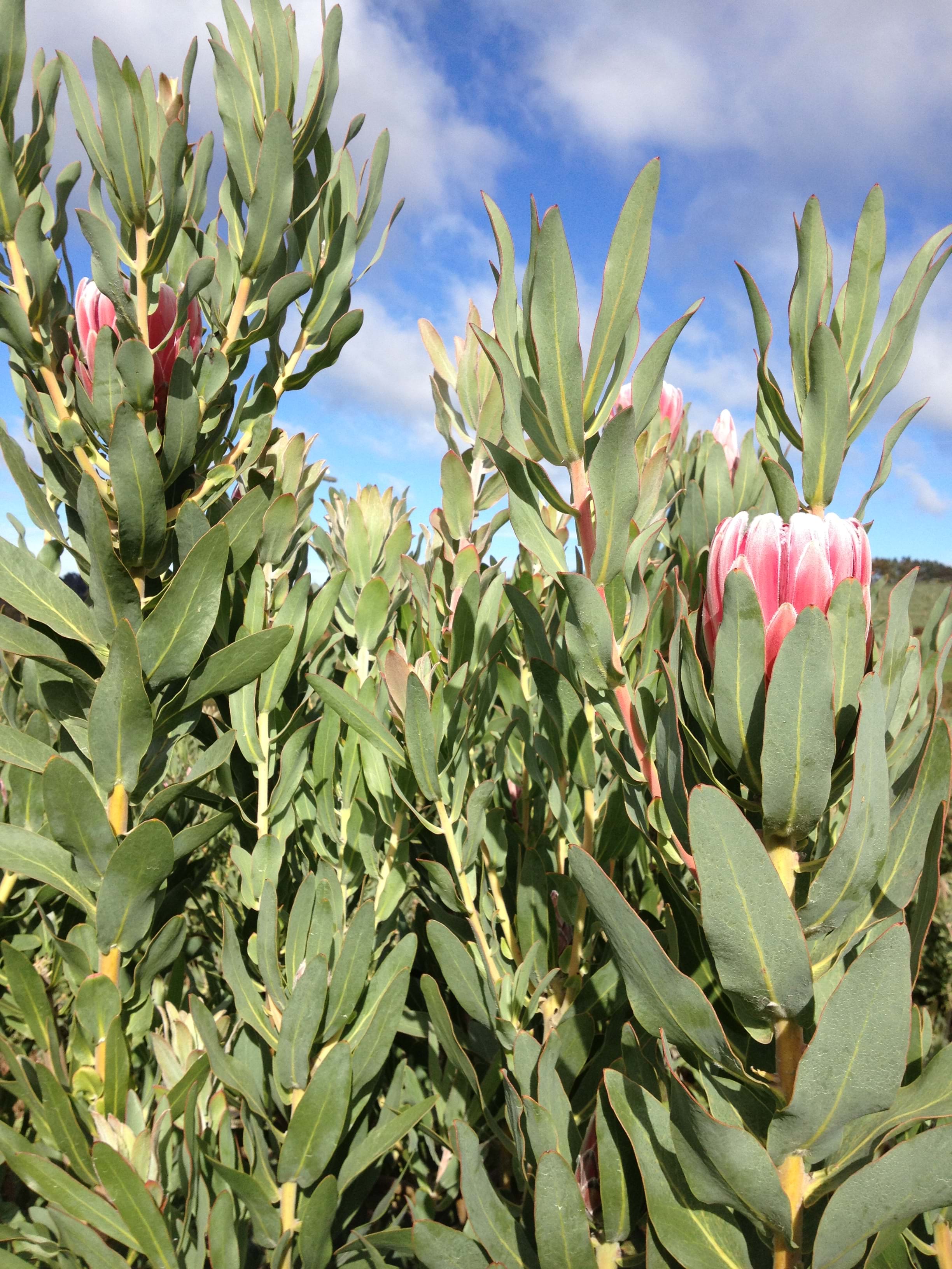 Protea | Protea Plants | Protea Plant | Protea Bot River Red