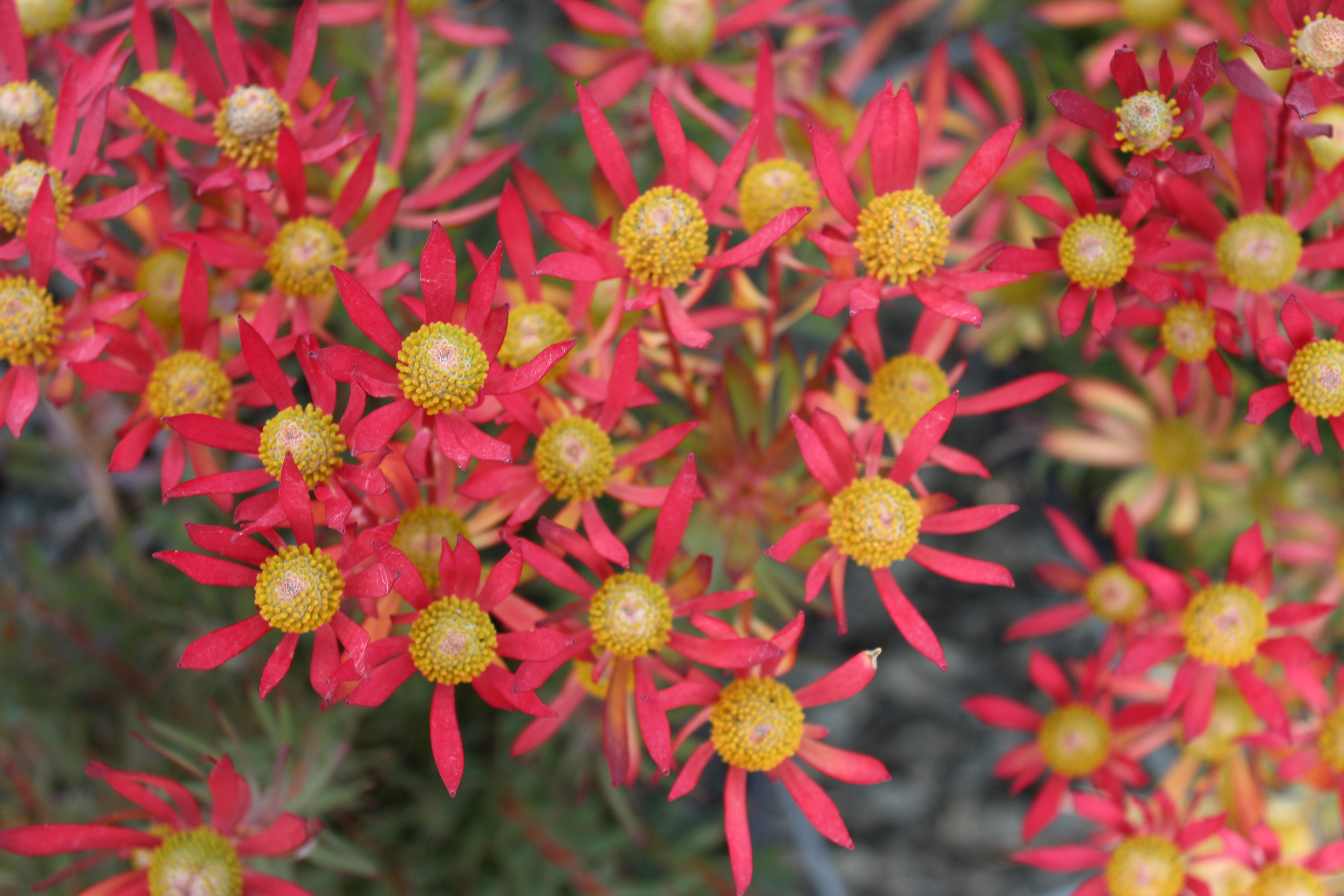 Leucadendron Cheeky | Leucadendron | Cheeky | Protea Plants