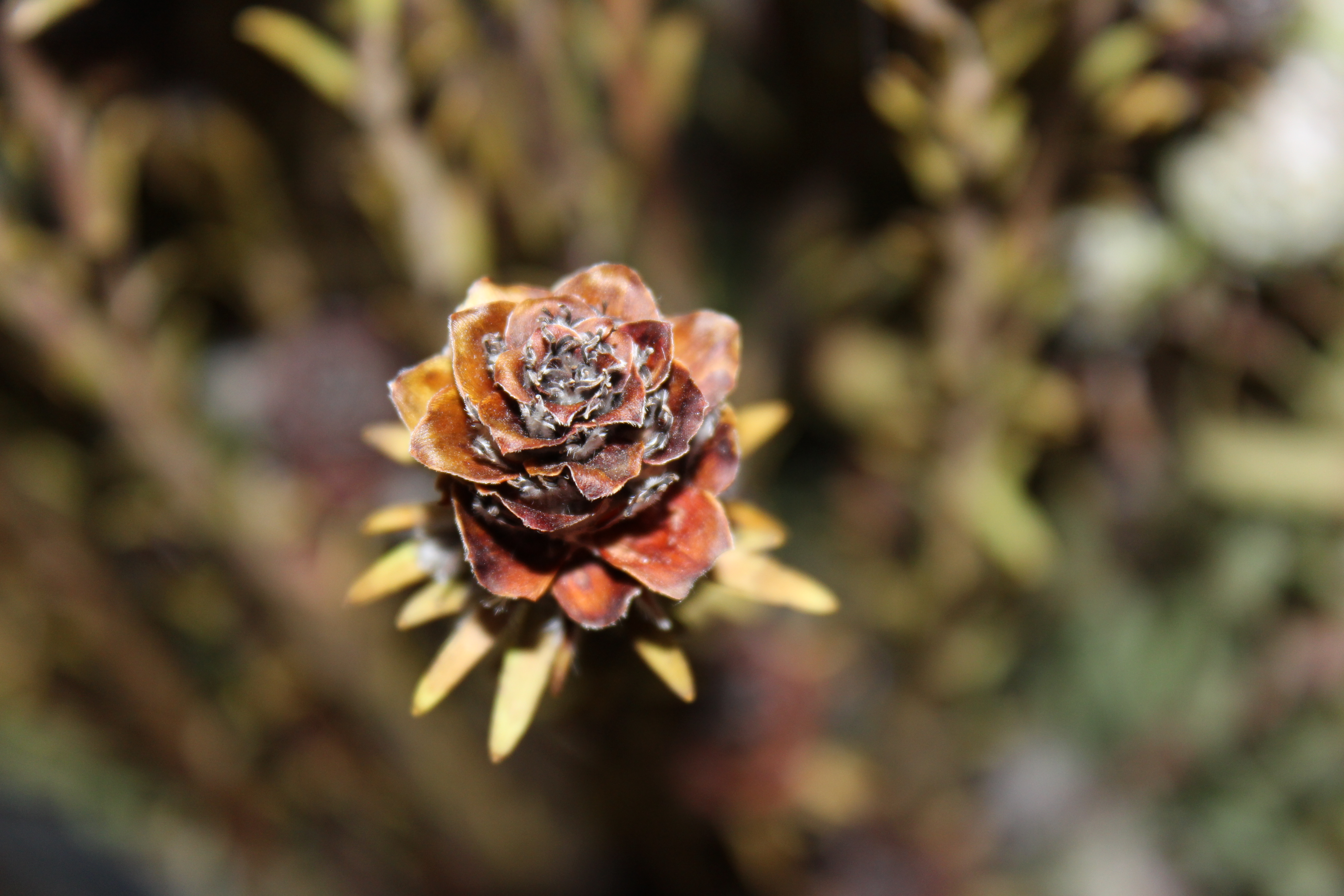 Leucadendron | Conebush | Leucadendron Cone