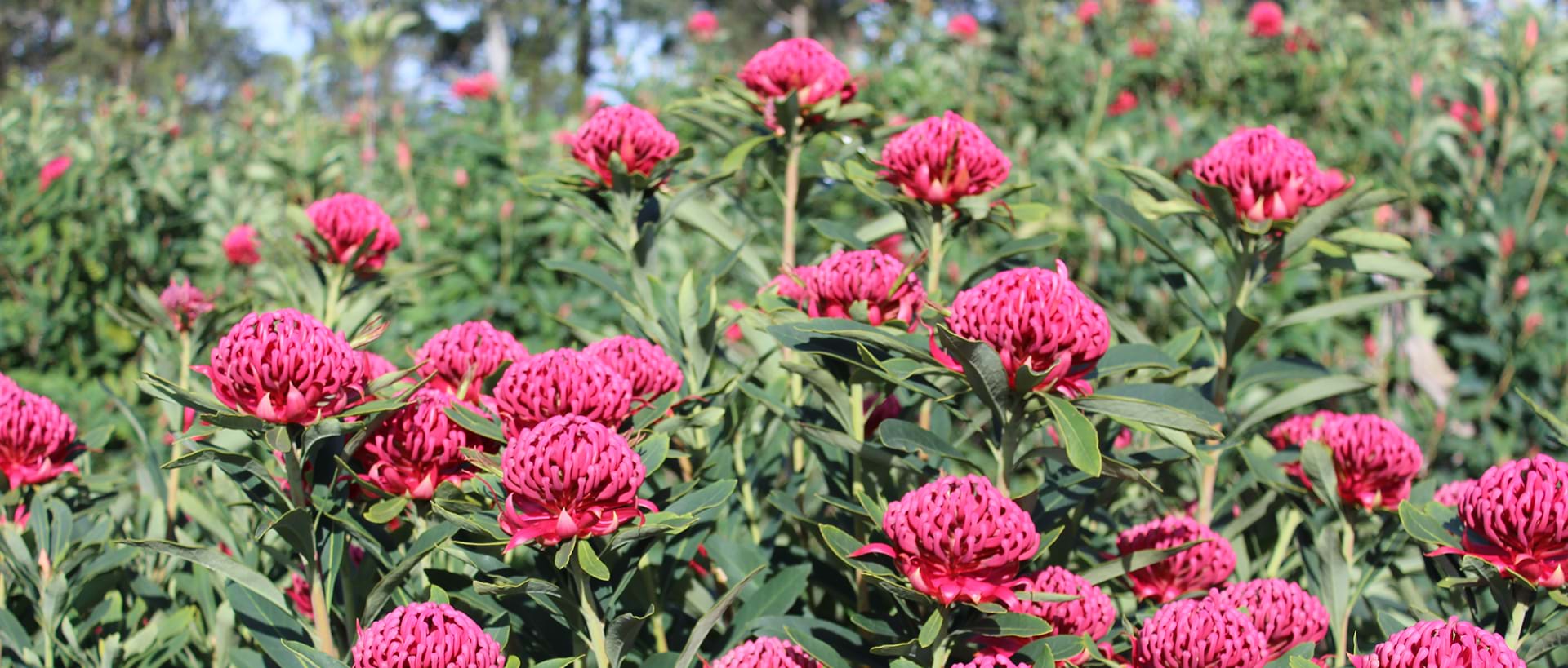 Protea plant, Protea, Waratah, Telopea, Corroboree waratah