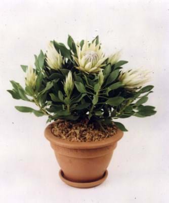 Protea plants | Proteaceae | Protea | Protea White Crown PBR | White Crown