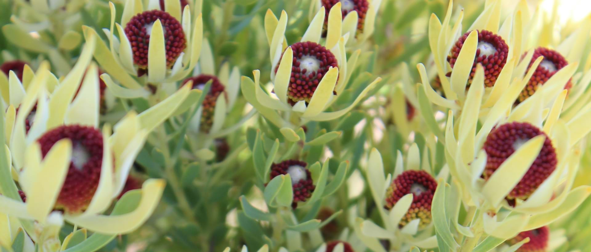 Protea plant, Leucadendron, leucadendron bella's buttons, flowering plant