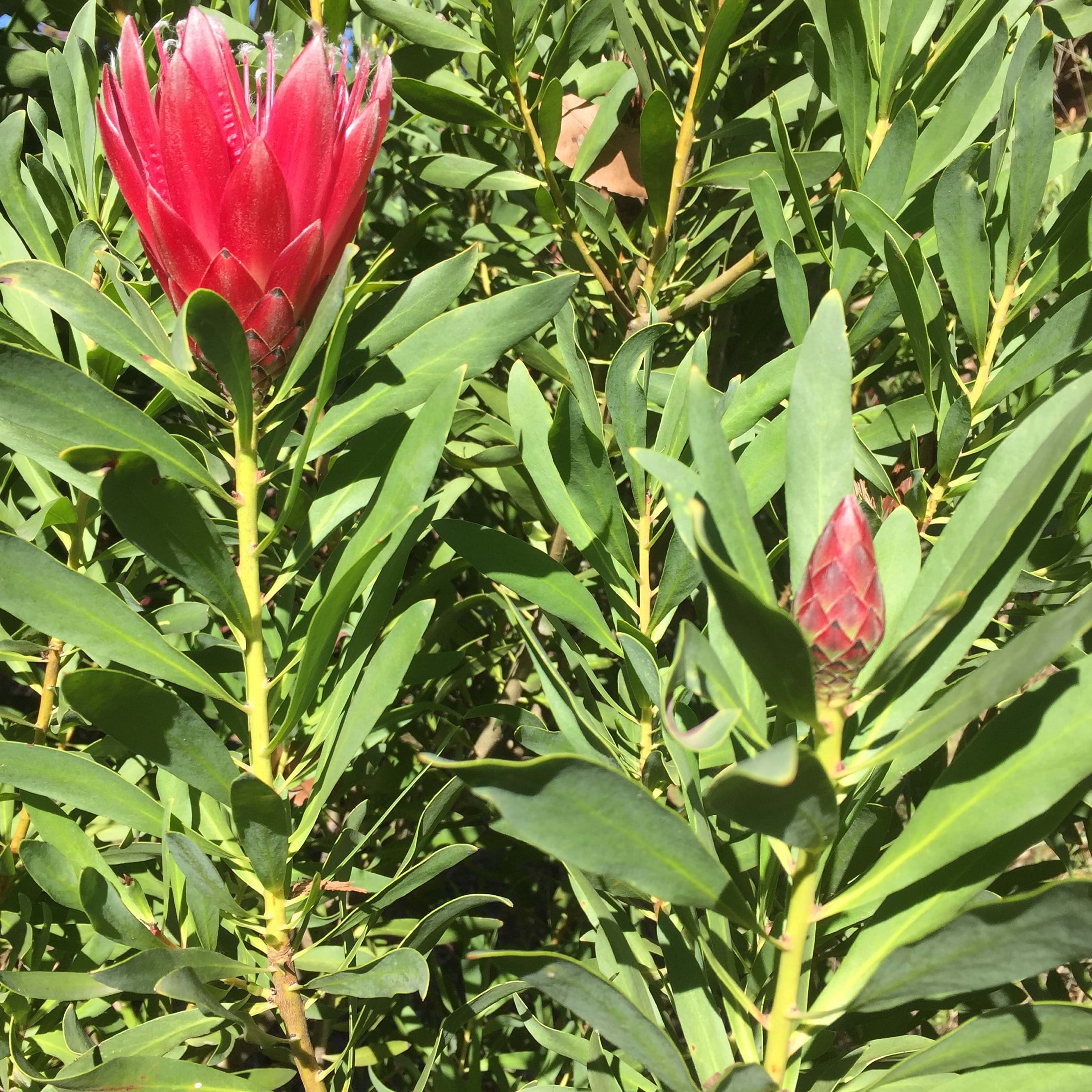 protea clarks red