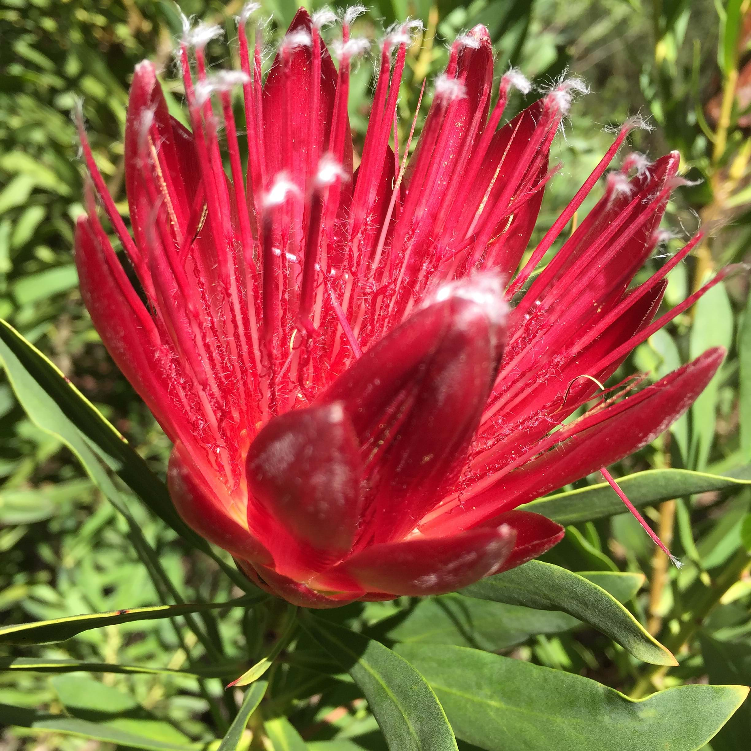 protea clarks red