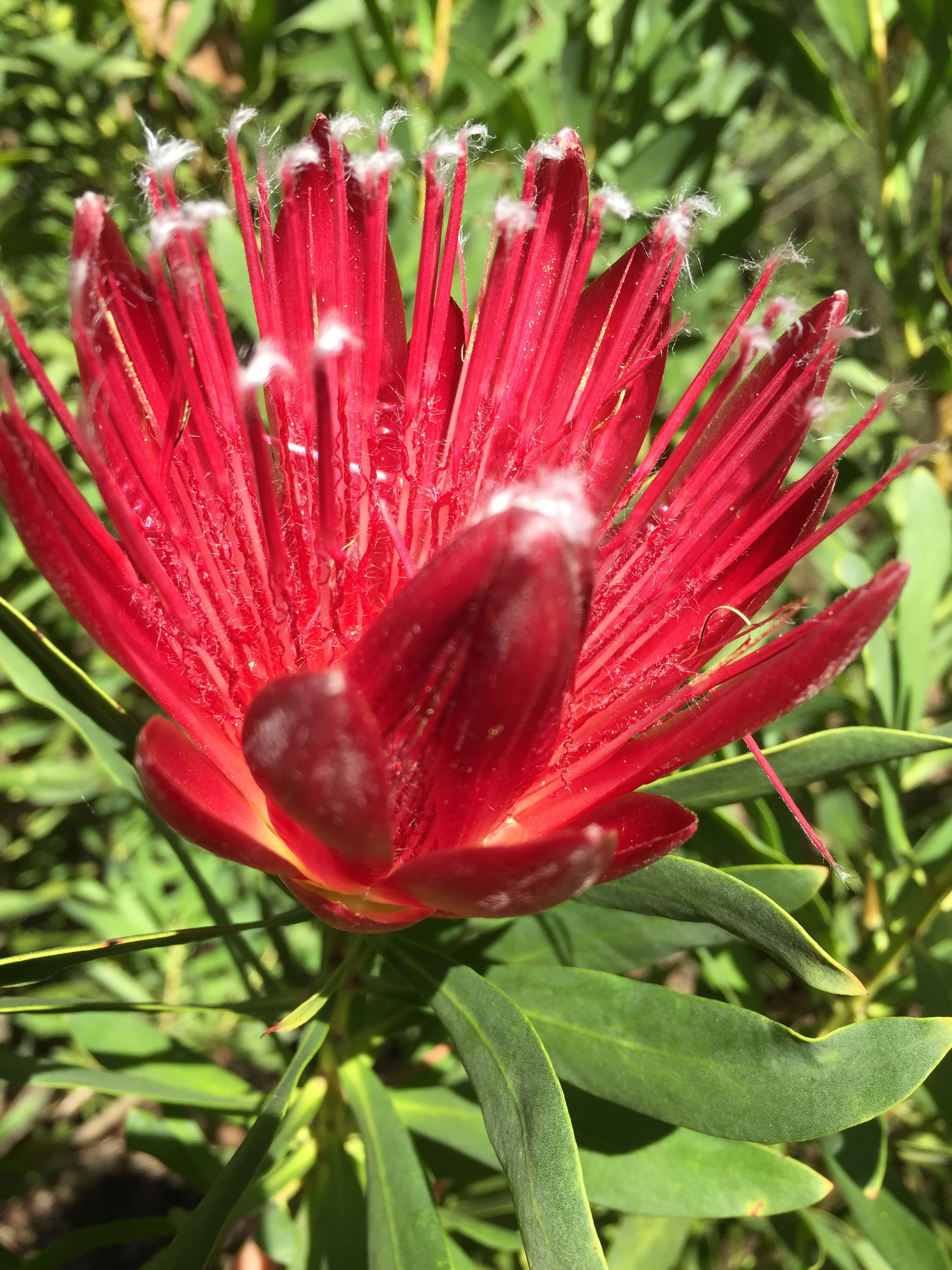 protea clarks red