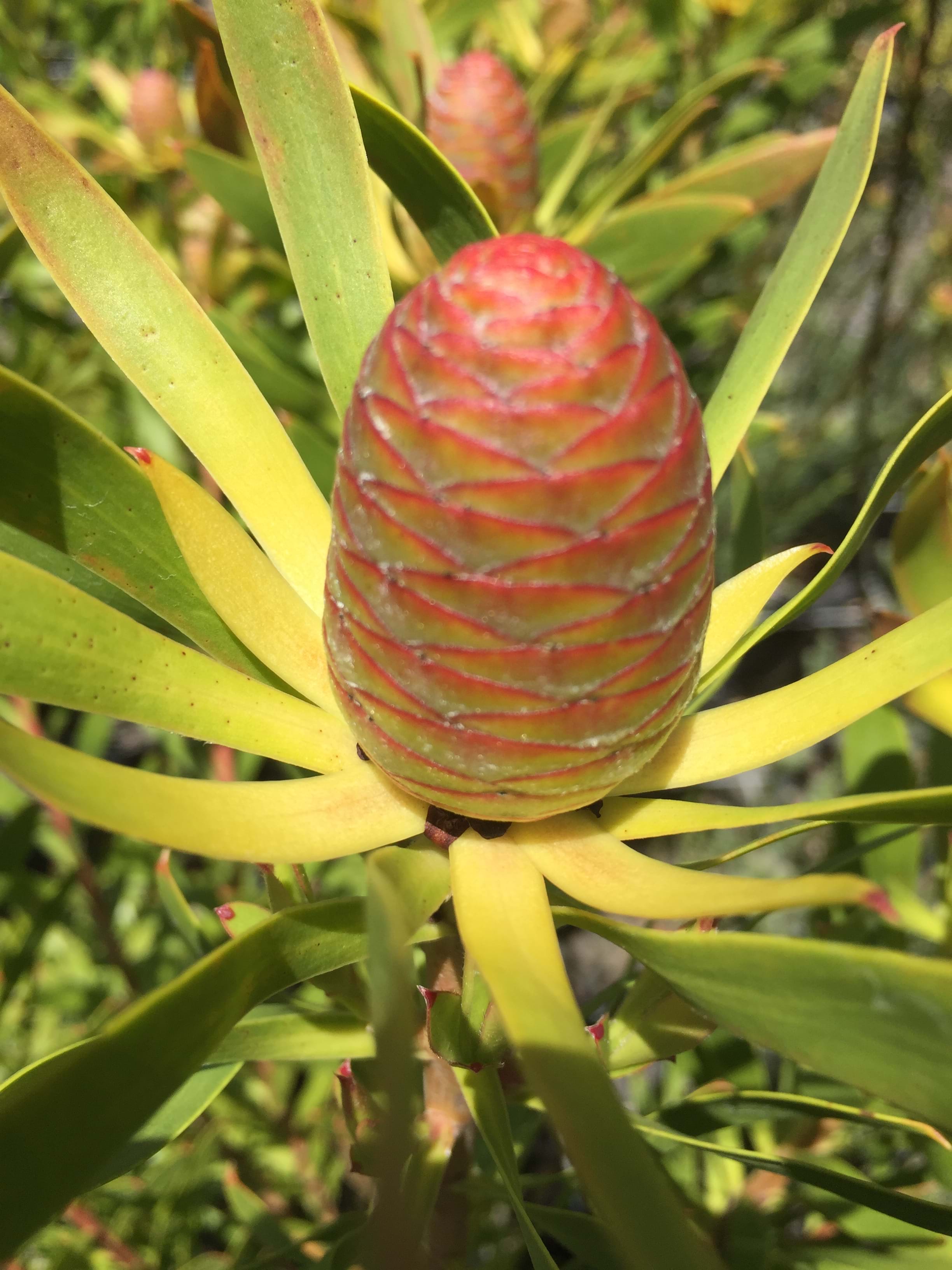 Leucadendron | Conebush | Leucadendron Cone