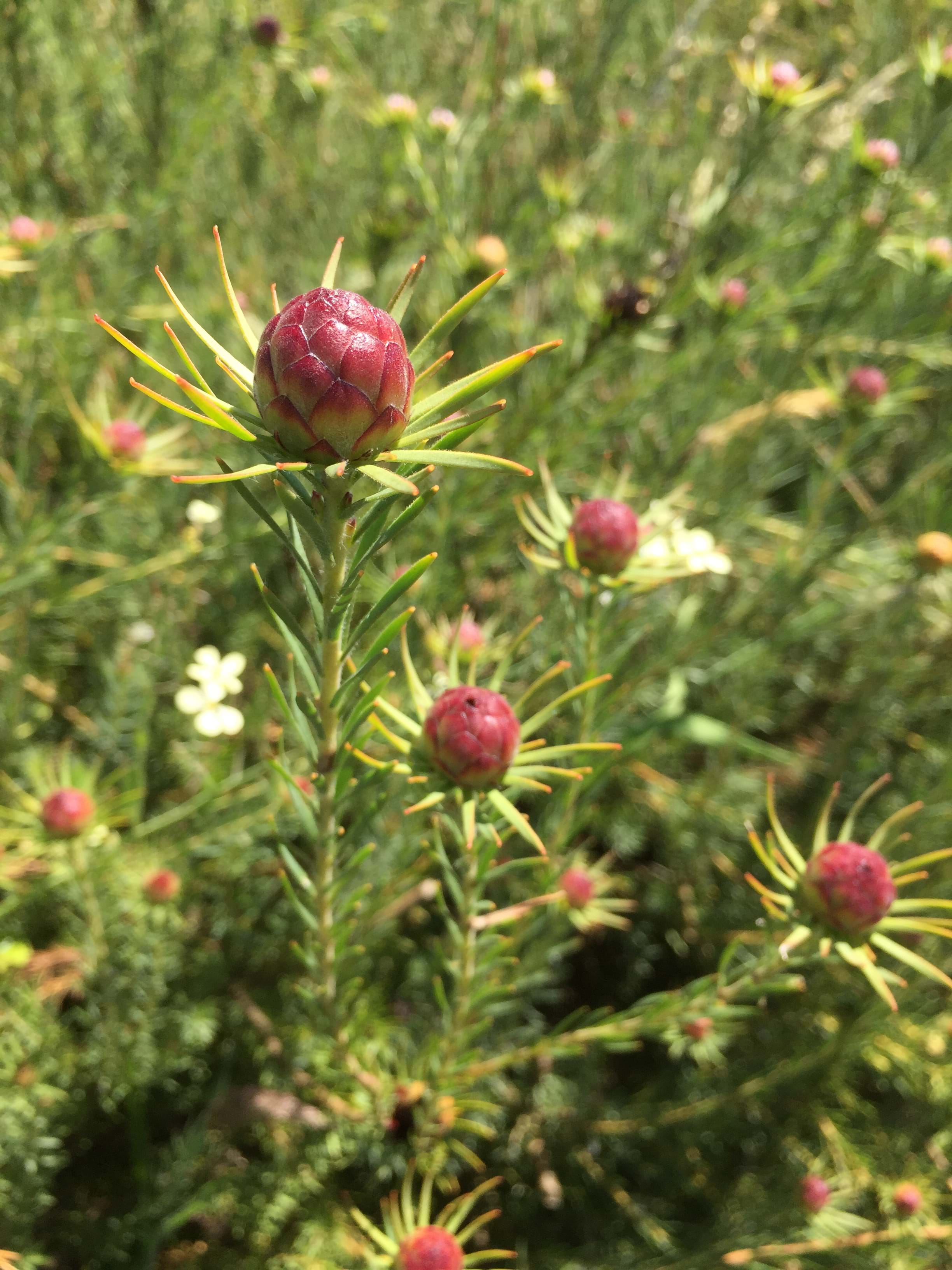 Leucadendron | Conebush | Leucadendron Cone