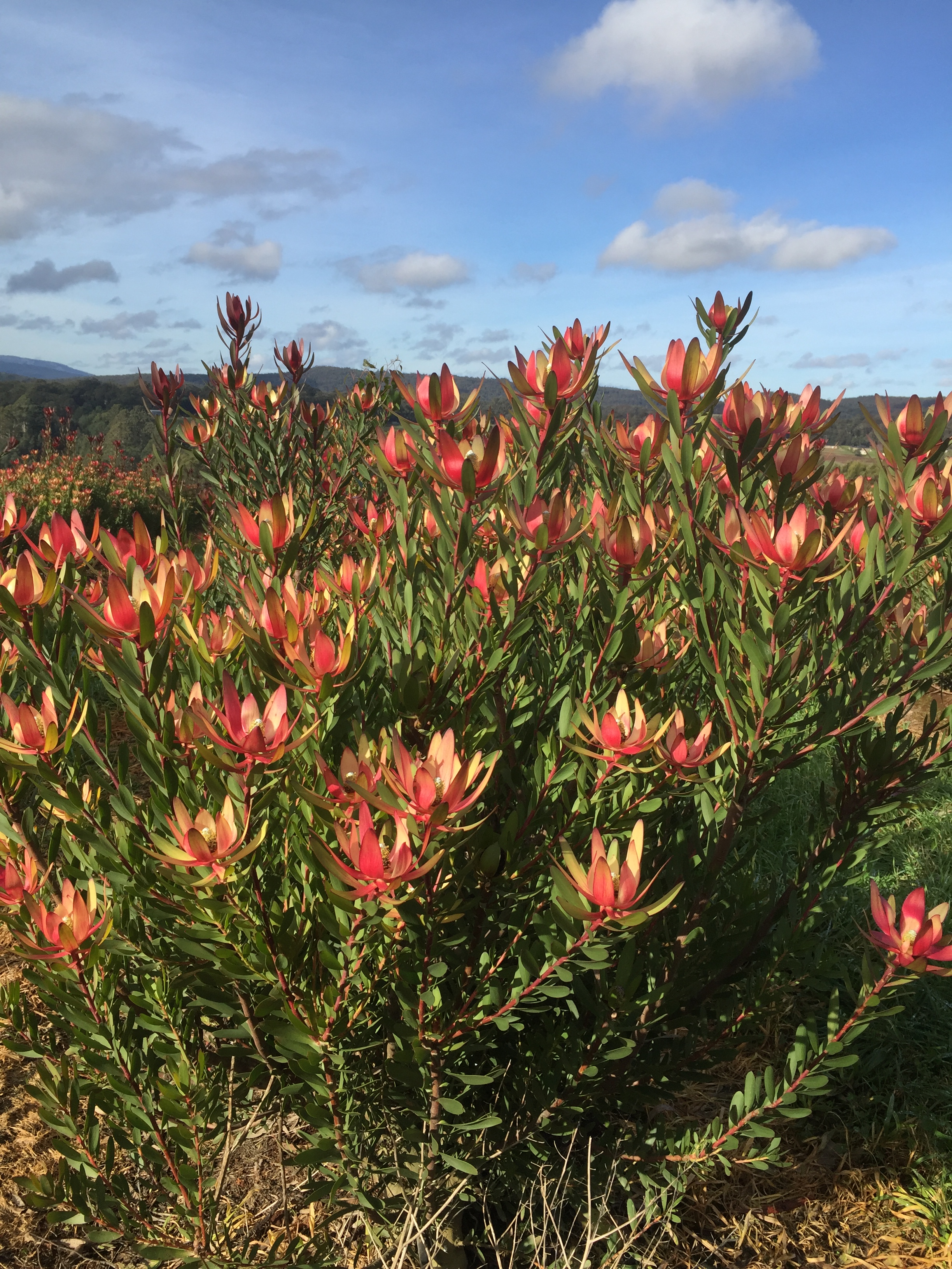 Leucadendron | Ausflora Pacific | Leucadendron Safari Sunset