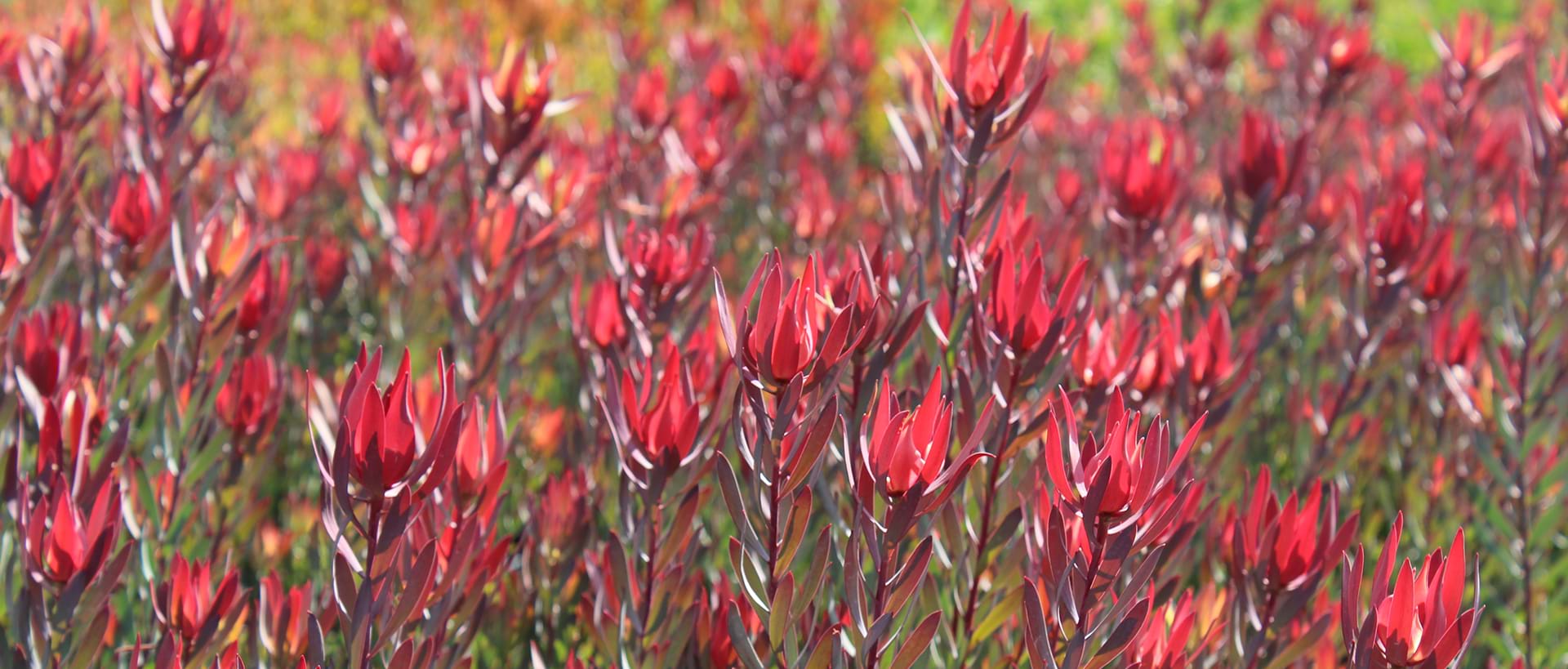 Protea Plant, Leucadendron, Leucadendron Misty Sunrise, protea