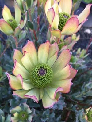 Leucadendron Discolor Male