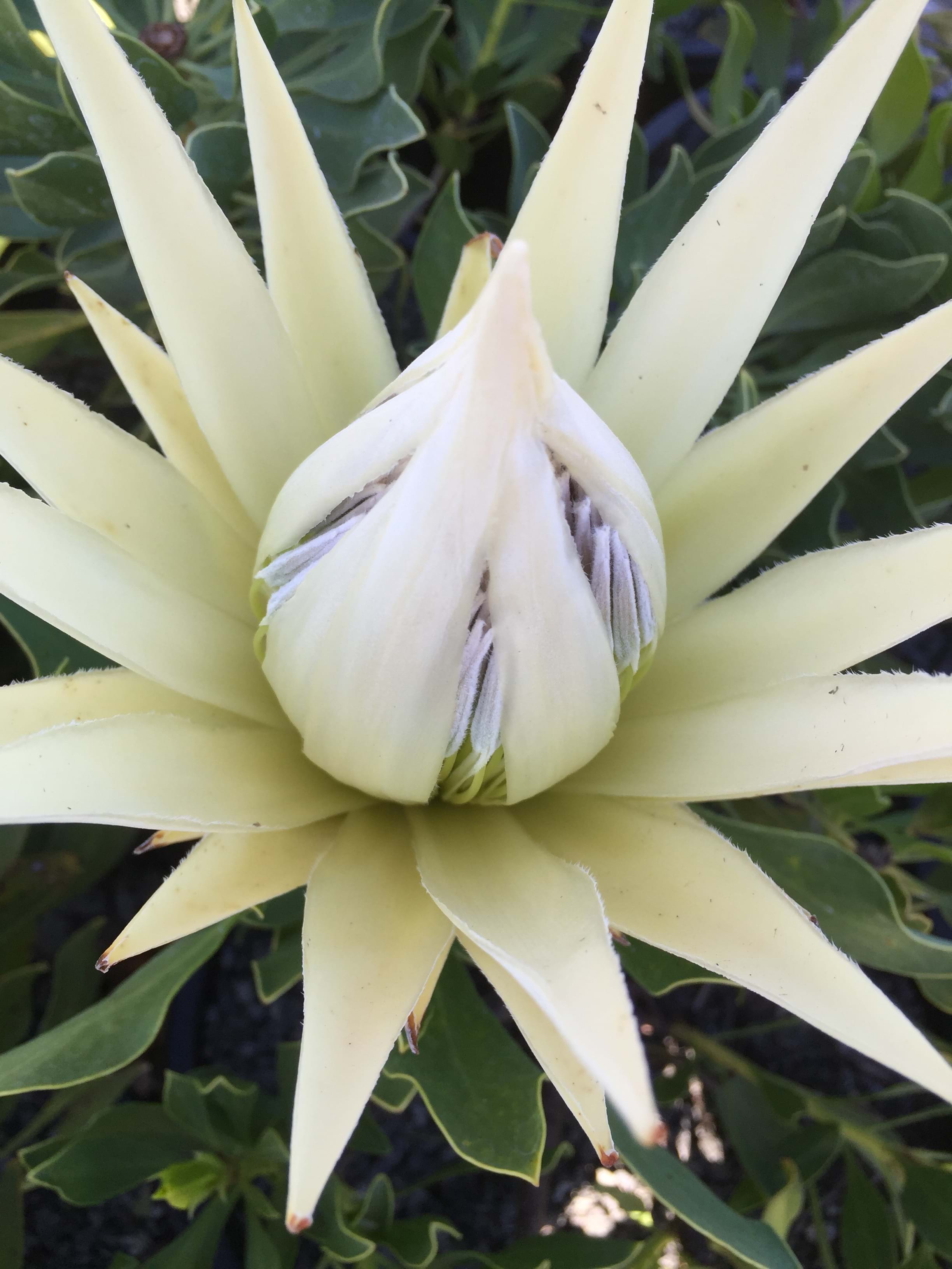 Protea plants | Proteaceae | Protea | Protea White Crown PBR | White Crown