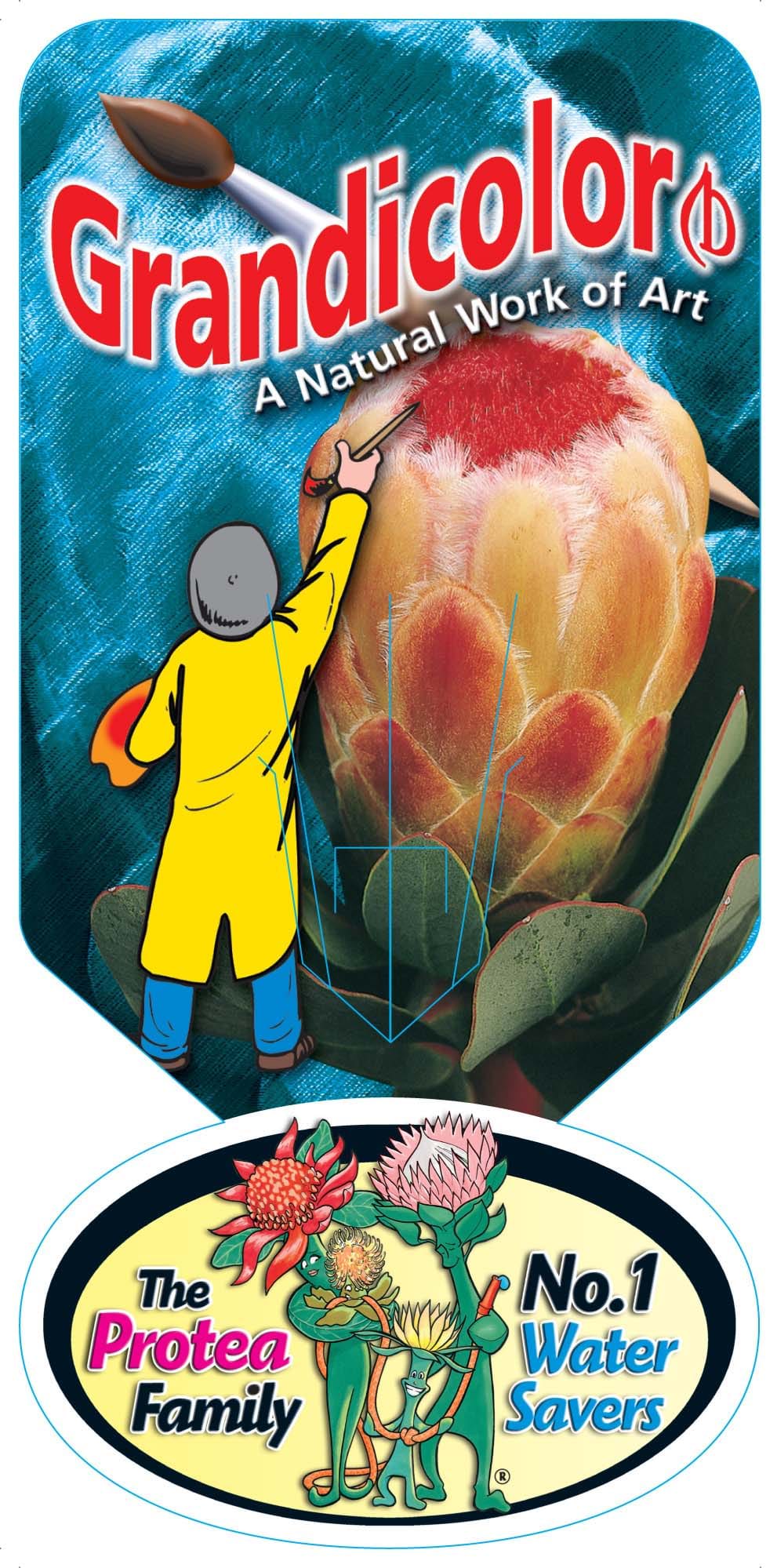 Protea Grandicolor PBR Label | Protea Plants | Proteaceae plants | Protea Flower | Protea | 