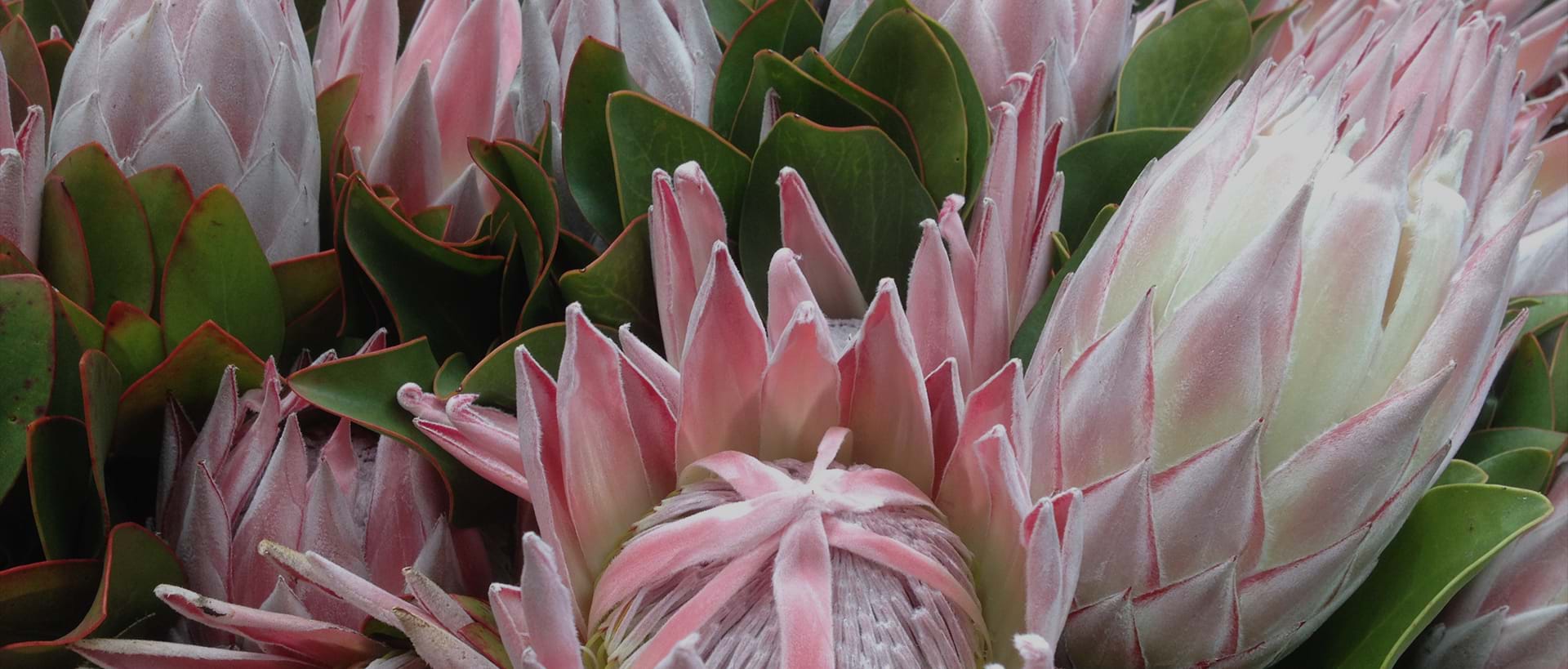 Protea, King Protea, Protea plant, flowering plant