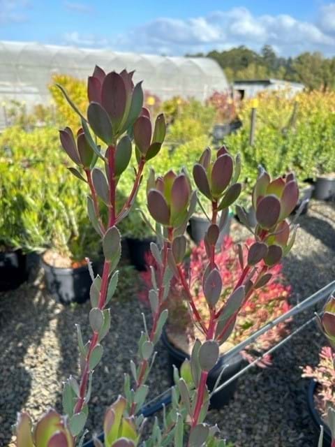 Leucadendron Discolor Male