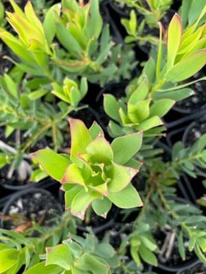 Leucadendron 'Lime Magic
