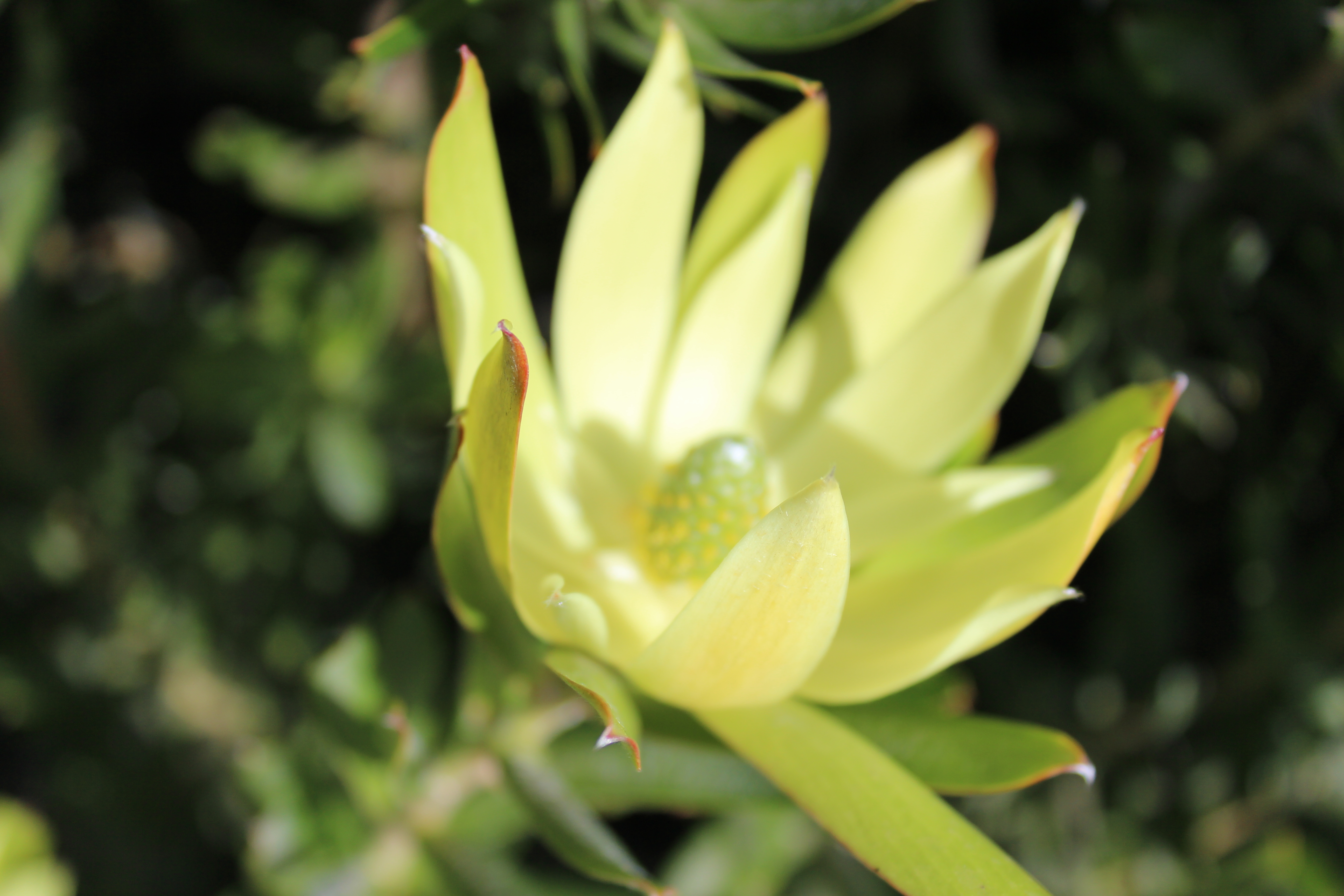 Leucadendron Florence | Leucadendron floridum