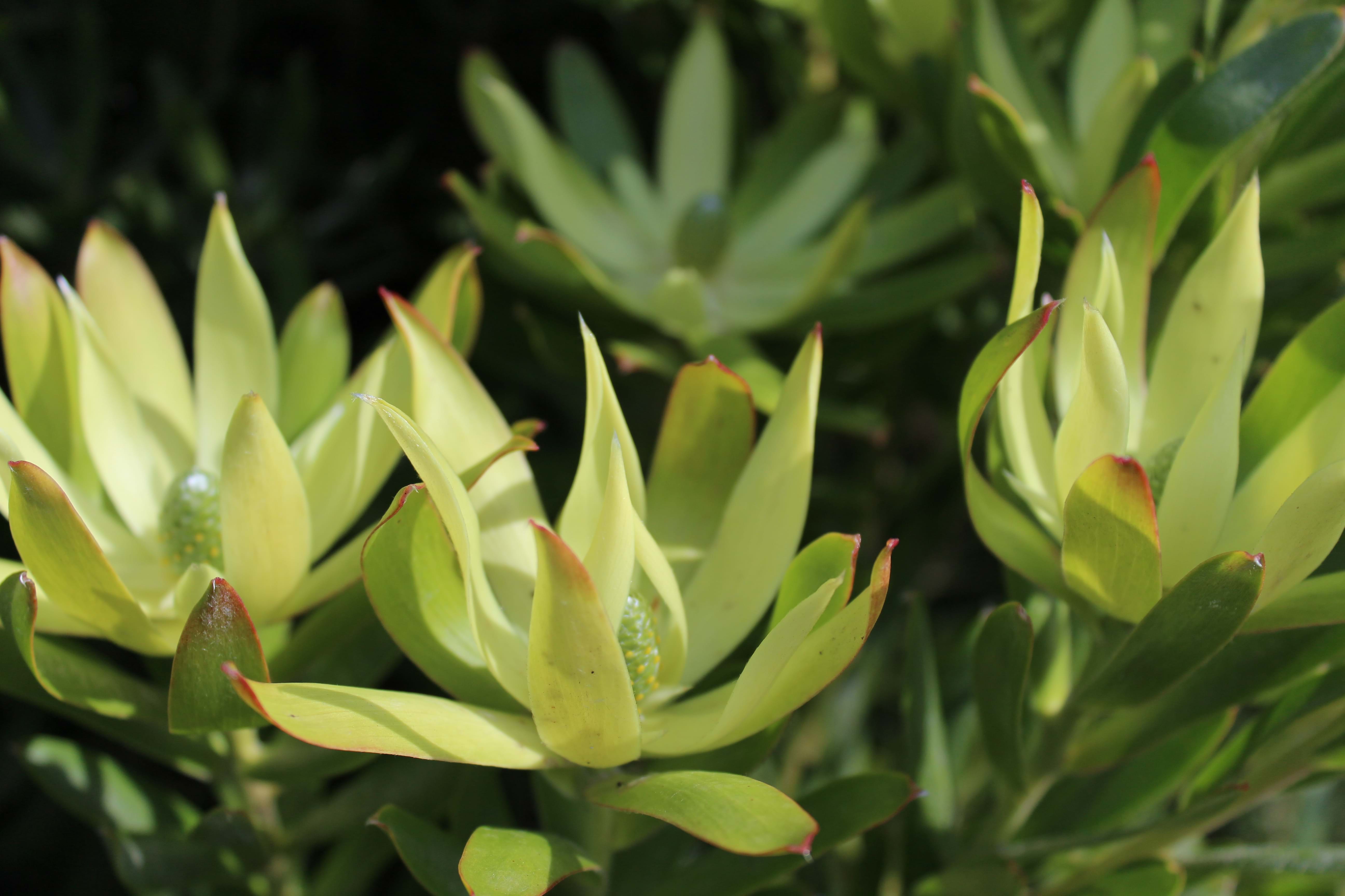 Leucadendron Florence | Leucadendron |Leucadendron Florence | Leucadendron floridum